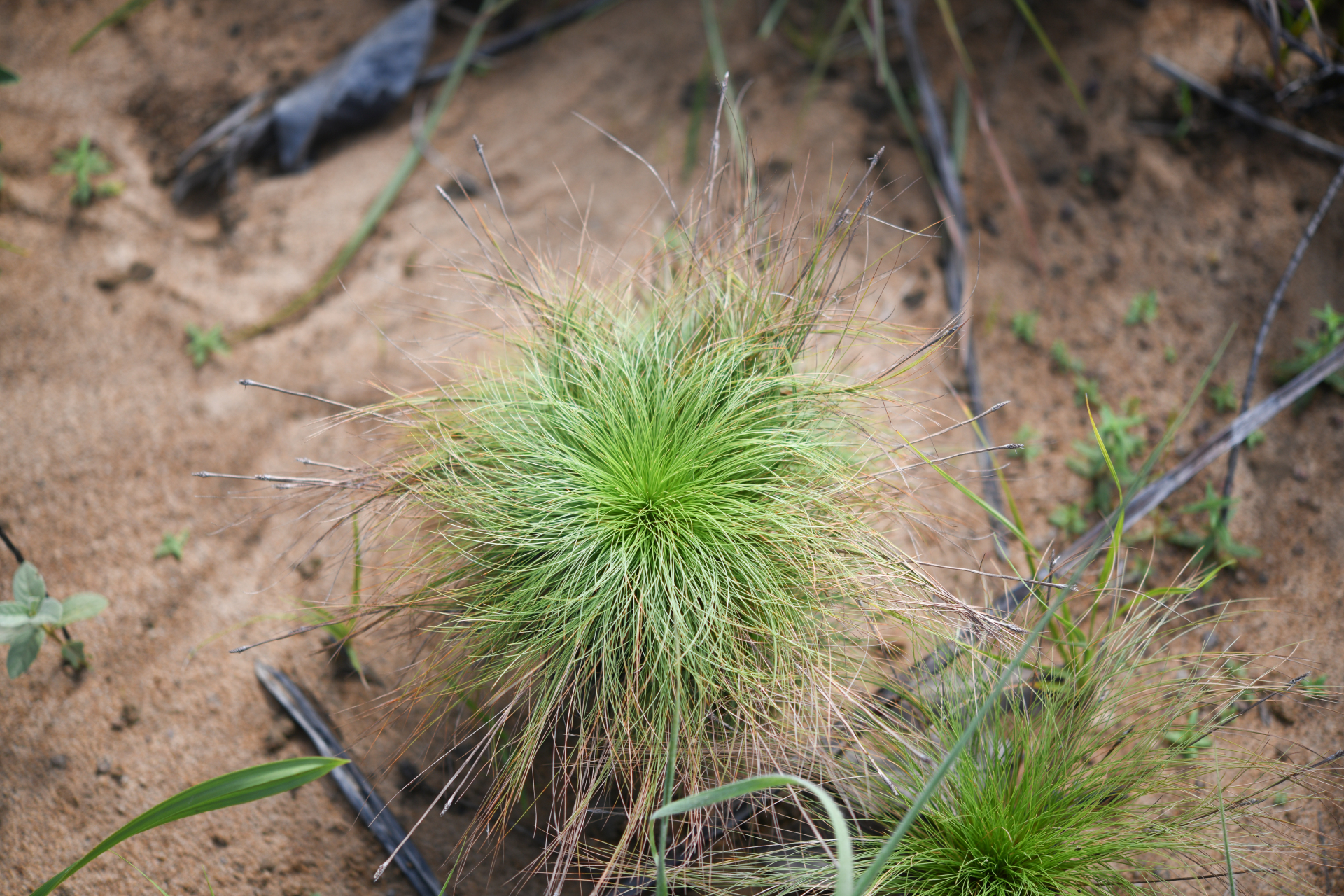 Bulbostylis paradoxa (Spreng.) Lindm. - Photo Bivouac Naturaliste