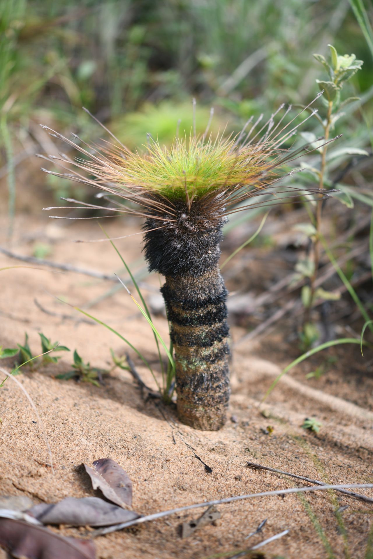 Bulbostylis paradoxa (Spreng.) Lindm. - Photo Bivouac Naturaliste