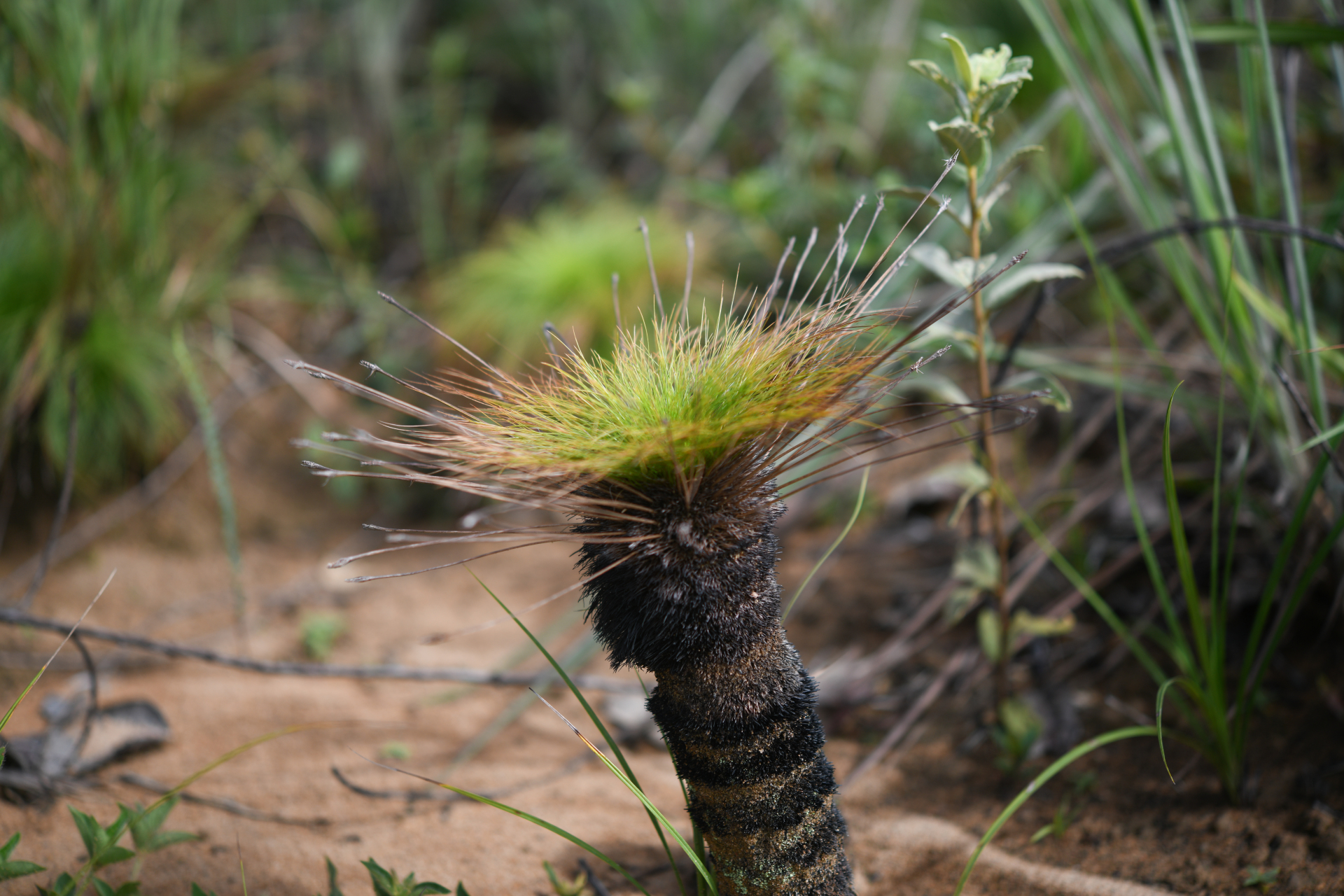Bulbostylis paradoxa (Spreng.) Lindm. - Photo Bivouac Naturaliste