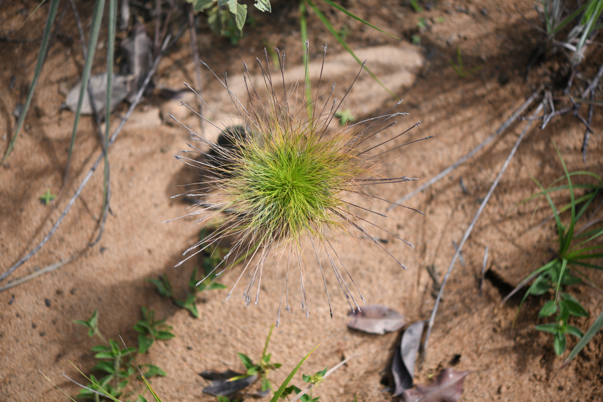 Bulbostylis paradoxa (Spreng.) Lindm. - Photo Bivouac Naturaliste