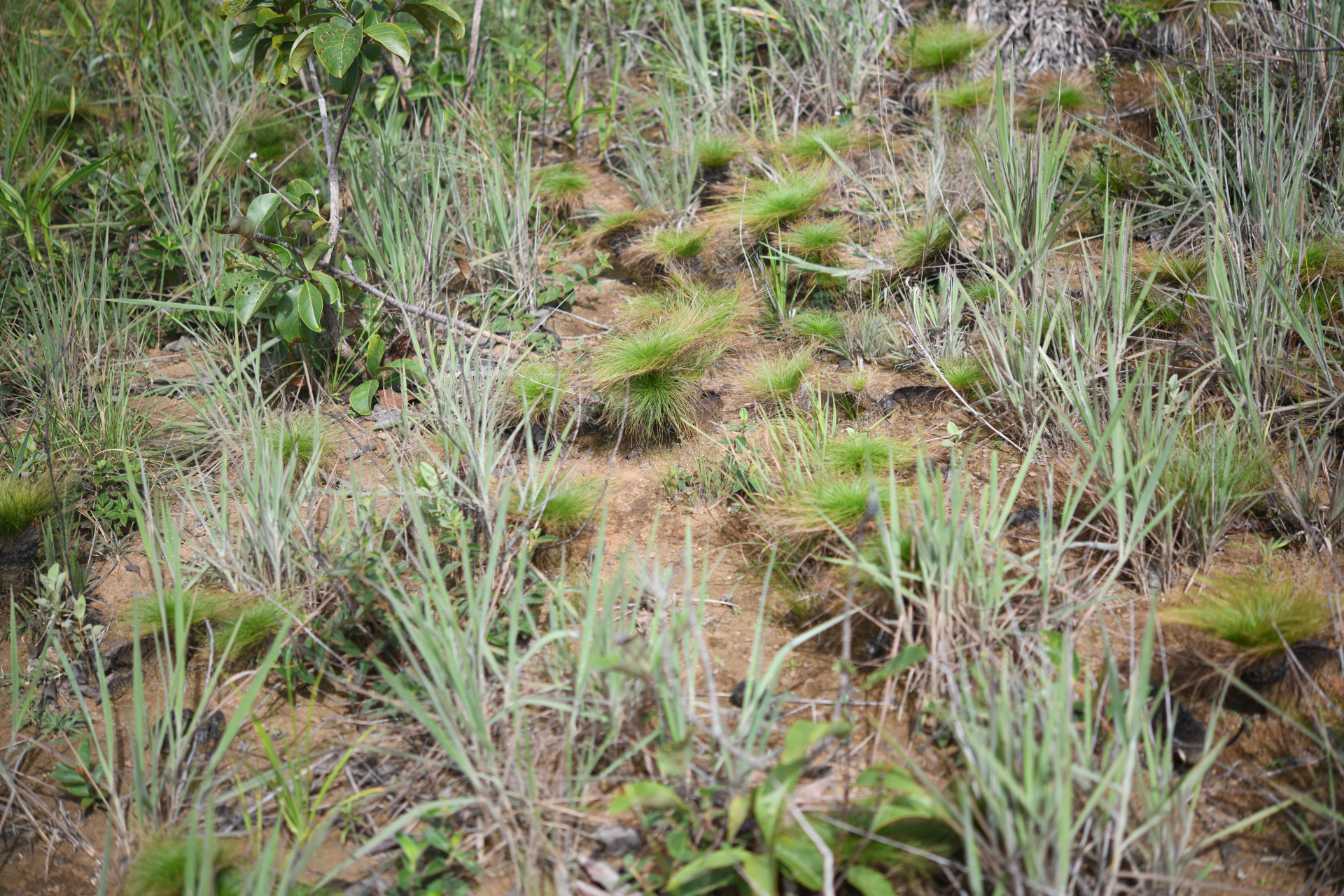 Bulbostylis paradoxa (Spreng.) Lindm. - Photo Bivouac Naturaliste
