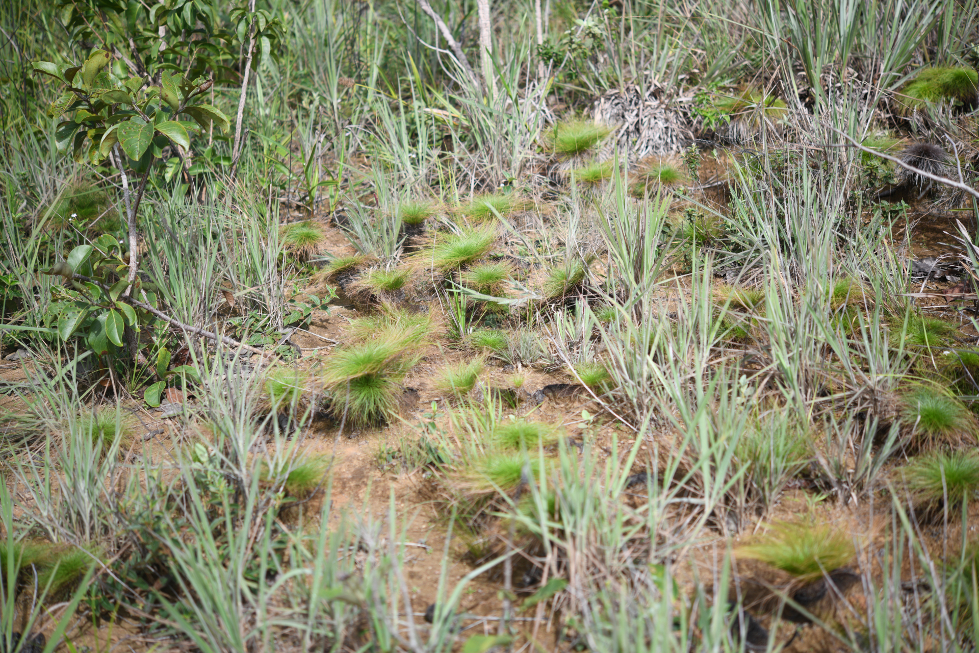 Bulbostylis paradoxa (Spreng.) Lindm. - Photo Bivouac Naturaliste