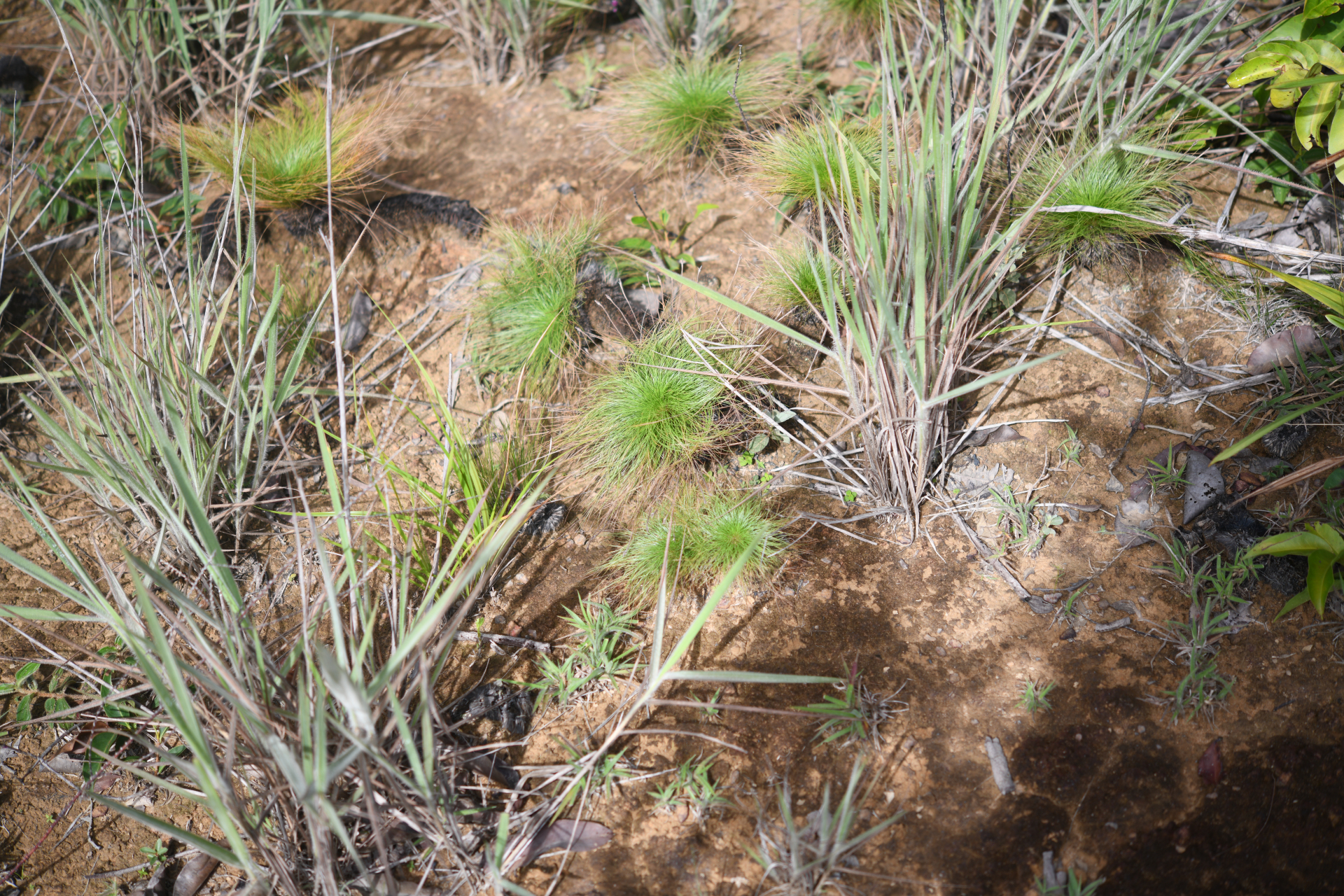Bulbostylis paradoxa (Spreng.) Lindm. - Photo Bivouac Naturaliste