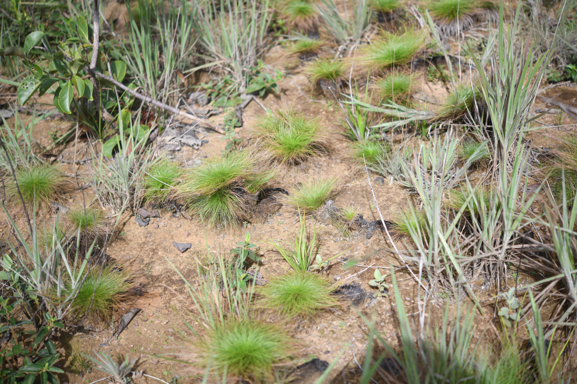 Bulbostylis paradoxa (Spreng.) Lindm. - Photo Bivouac Naturaliste