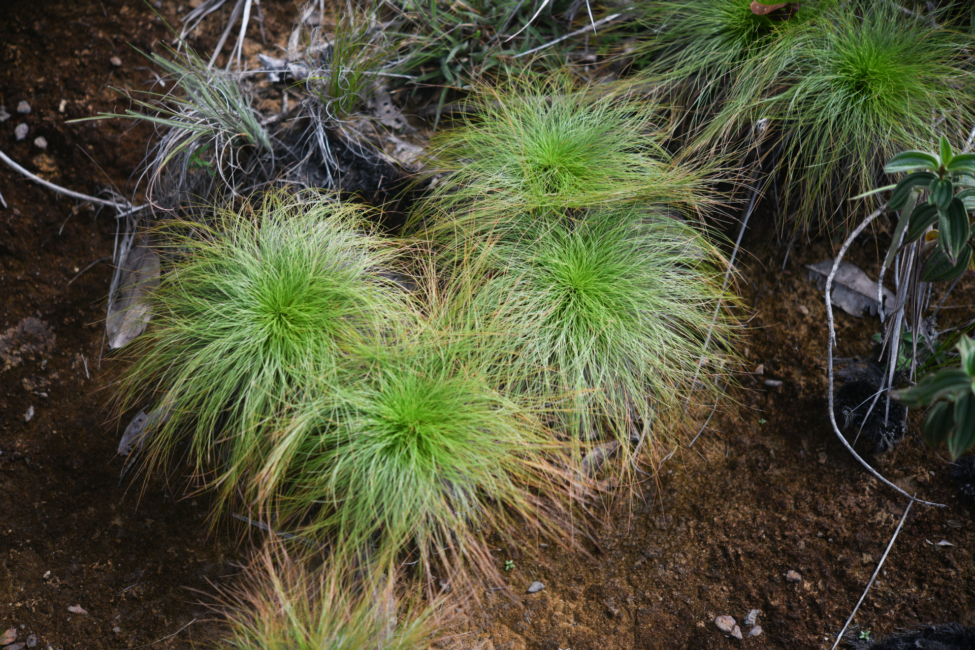 Bulbostylis paradoxa (Spreng.) Lindm. - Photo Bivouac Naturaliste