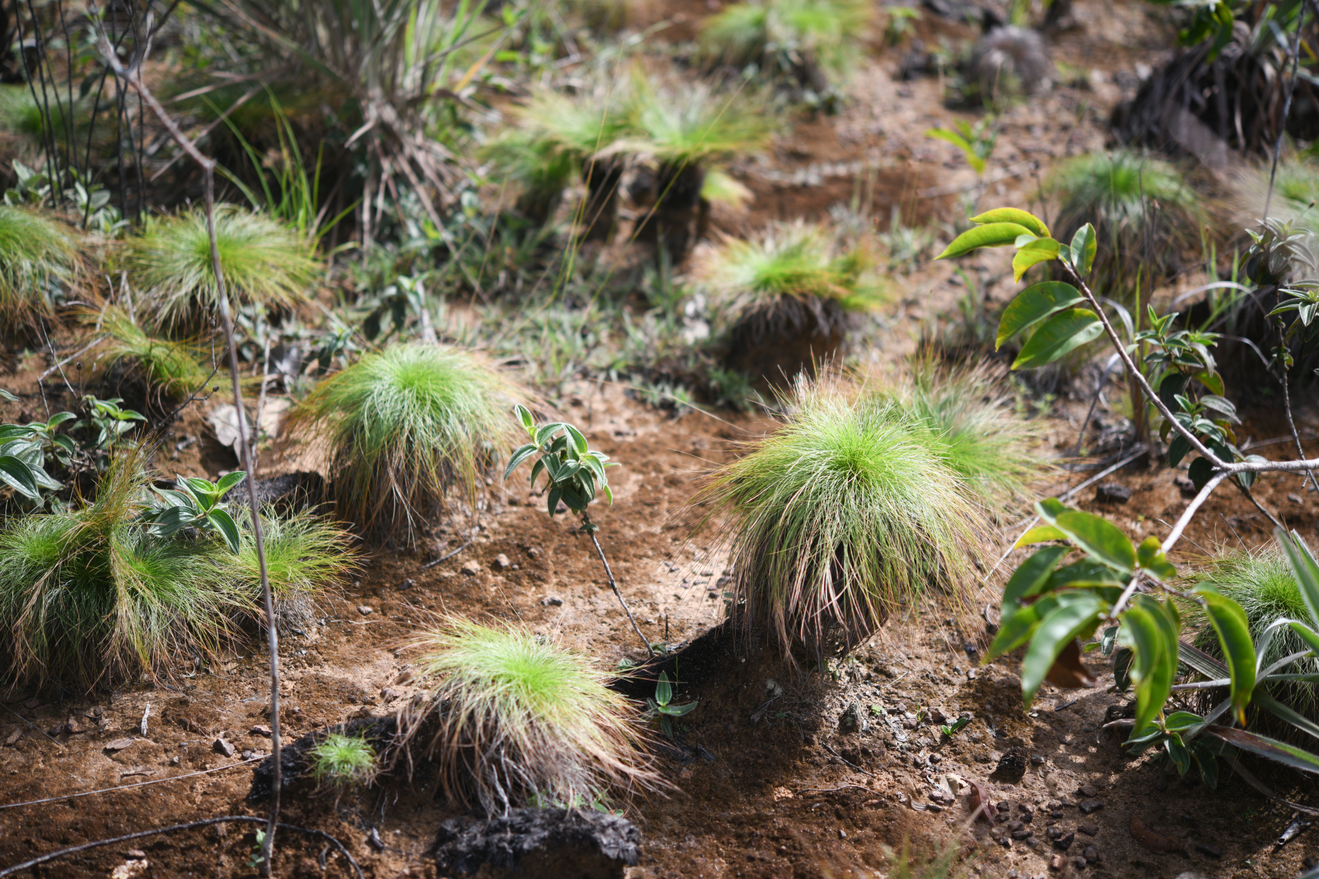 Bulbostylis paradoxa (Spreng.) Lindm. - Photo Bivouac Naturaliste