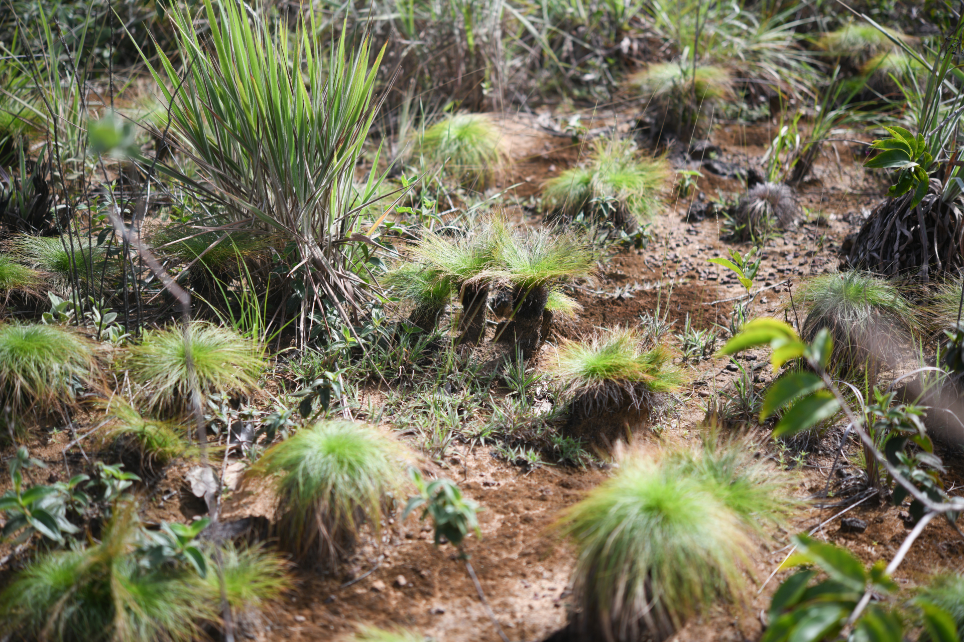 Bulbostylis paradoxa (Spreng.) Lindm. - Photo Bivouac Naturaliste