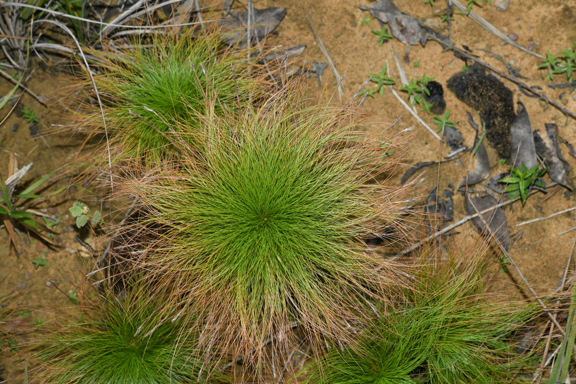 Bulbostylis paradoxa (Spreng.) Lindm. - Photo Bivouac Naturaliste