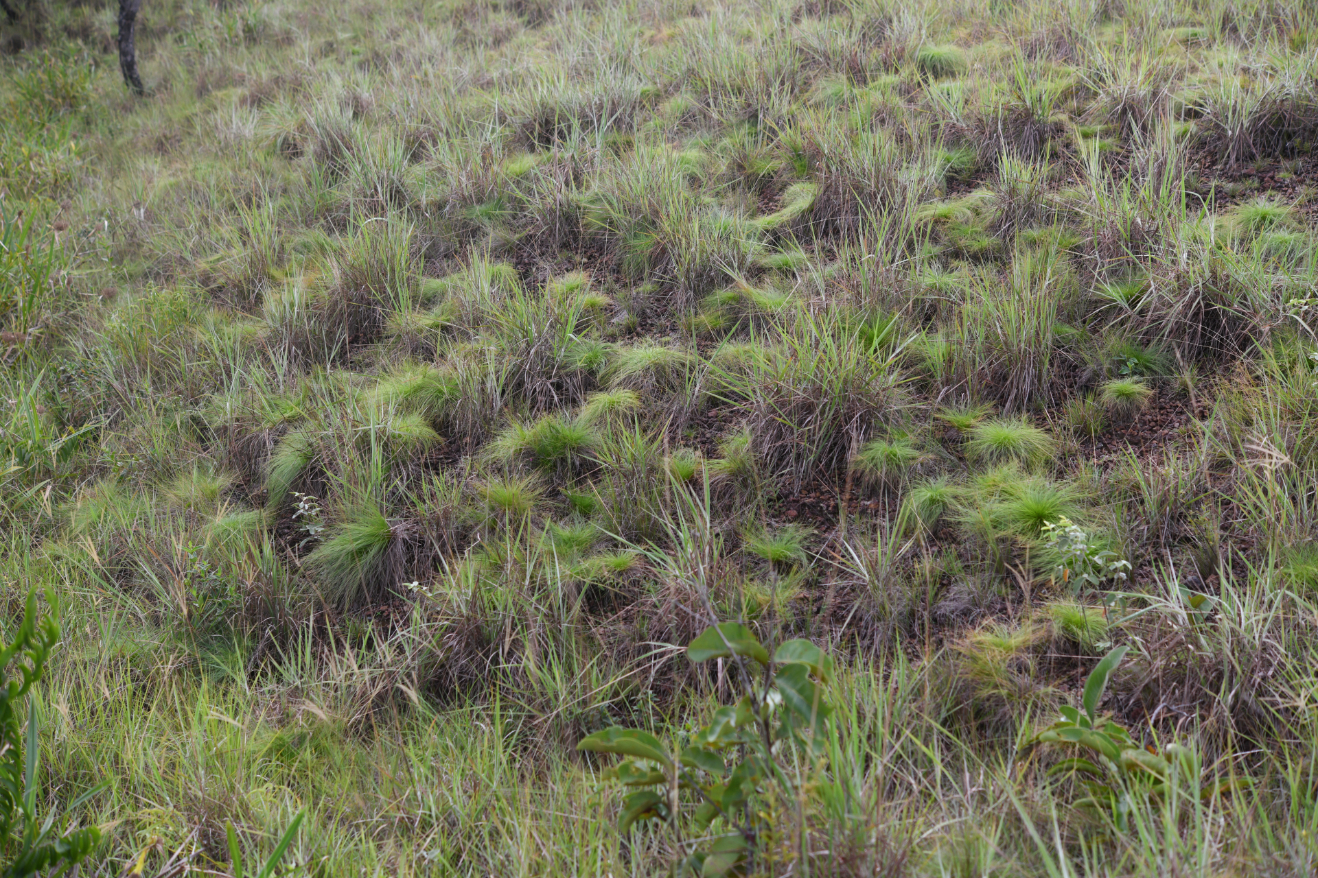 Bulbostylis paradoxa (Spreng.) Lindm. - Photo Bivouac Naturaliste
