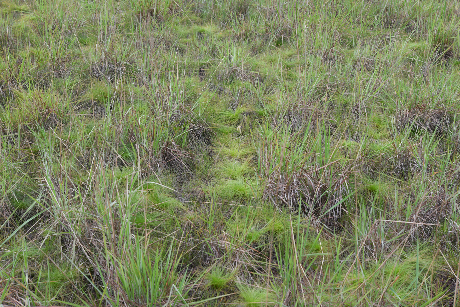 Bulbostylis paradoxa (Spreng.) Lindm. - Photo Bivouac Naturaliste