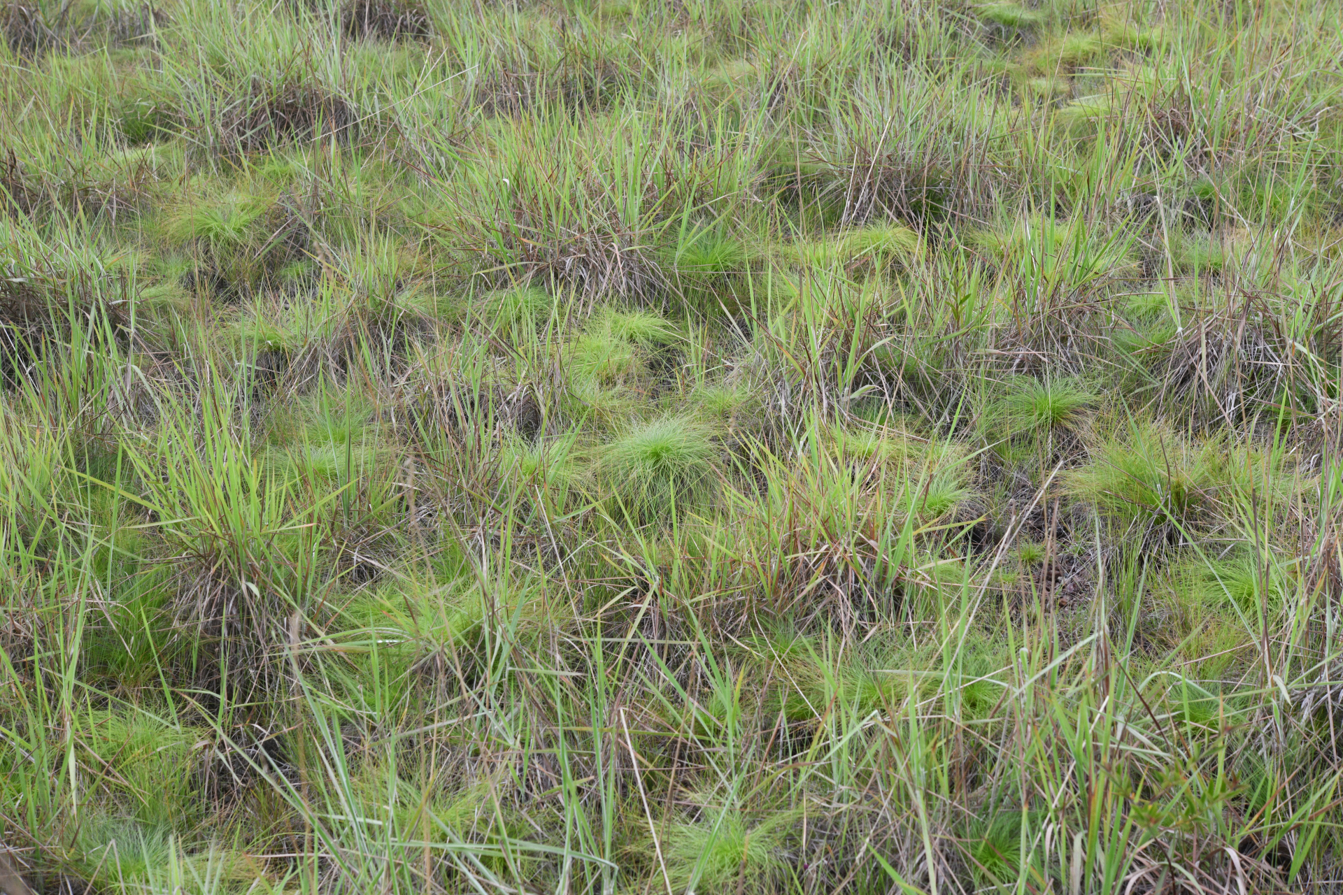 Bulbostylis paradoxa (Spreng.) Lindm. - Photo Bivouac Naturaliste