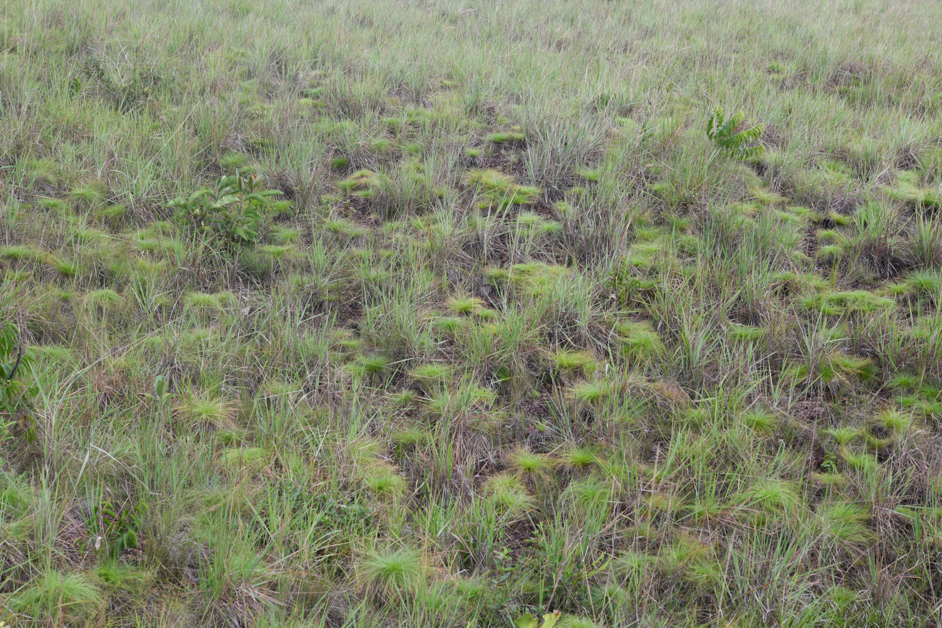 Bulbostylis paradoxa (Spreng.) Lindm. - Photo Bivouac Naturaliste