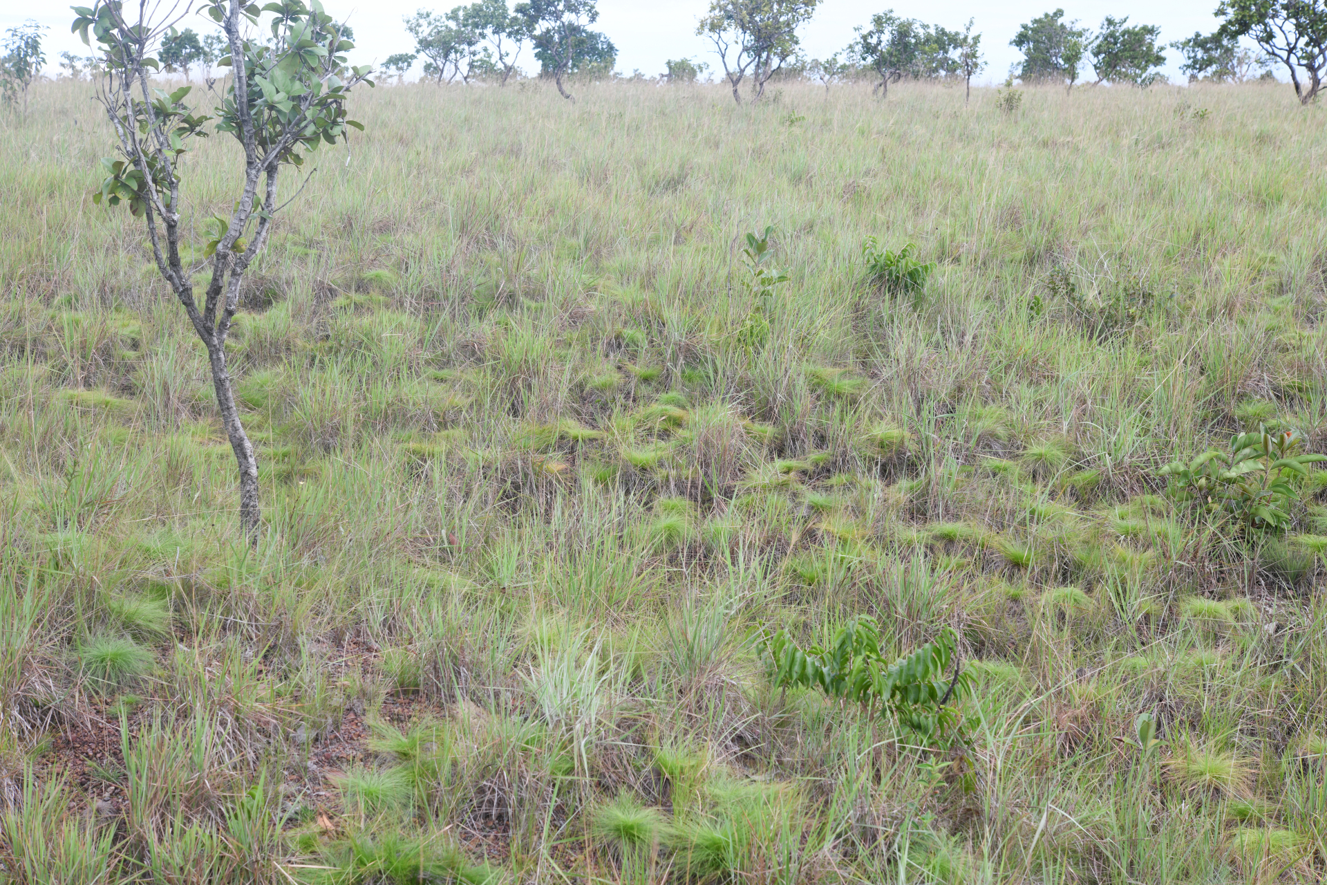 Bulbostylis paradoxa (Spreng.) Lindm. - Photo Bivouac Naturaliste