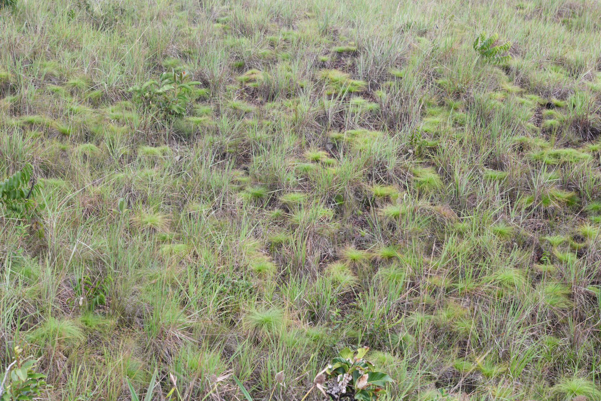 Bulbostylis paradoxa (Spreng.) Lindm. - Photo Bivouac Naturaliste