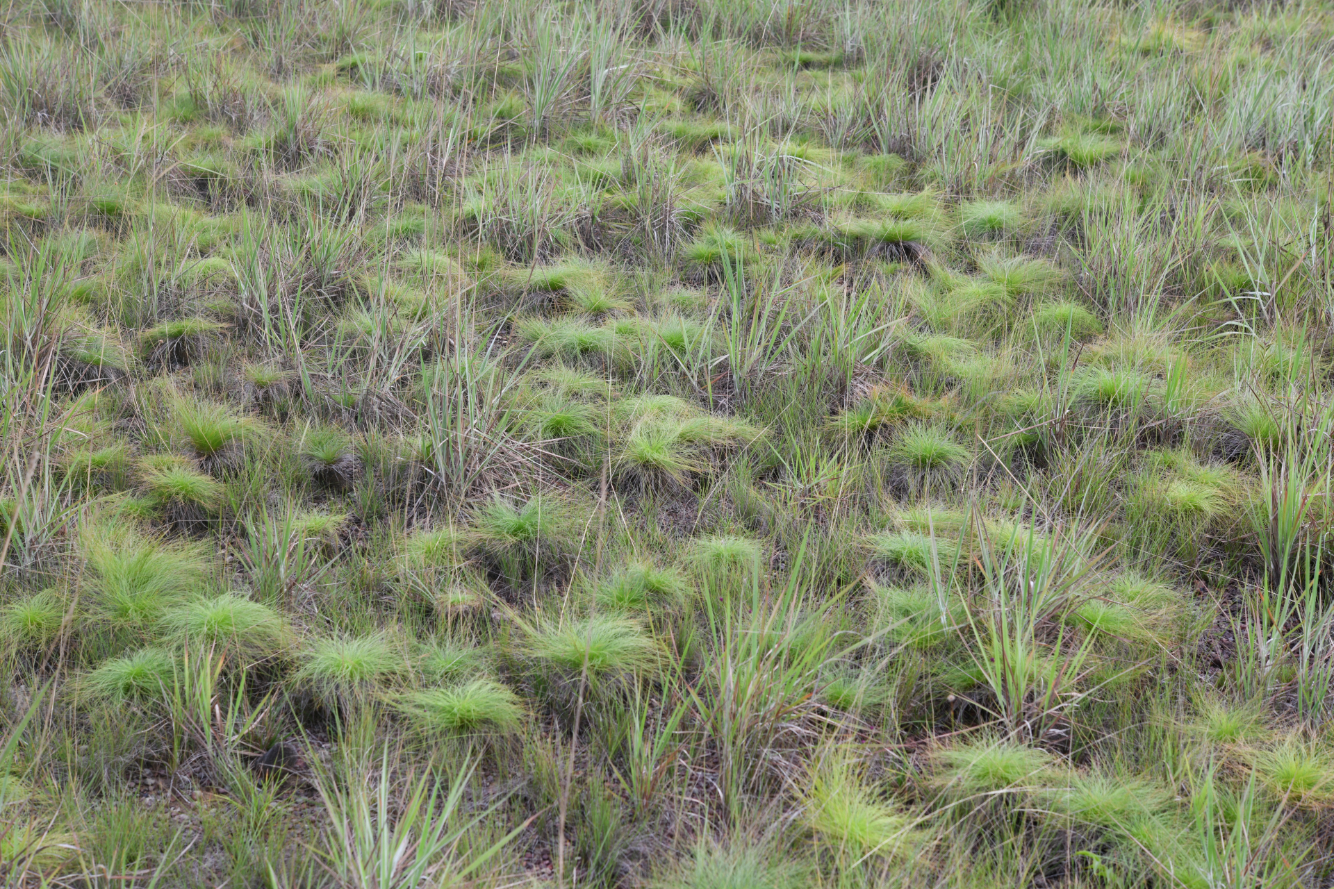 Bulbostylis paradoxa (Spreng.) Lindm. - Photo Bivouac Naturaliste