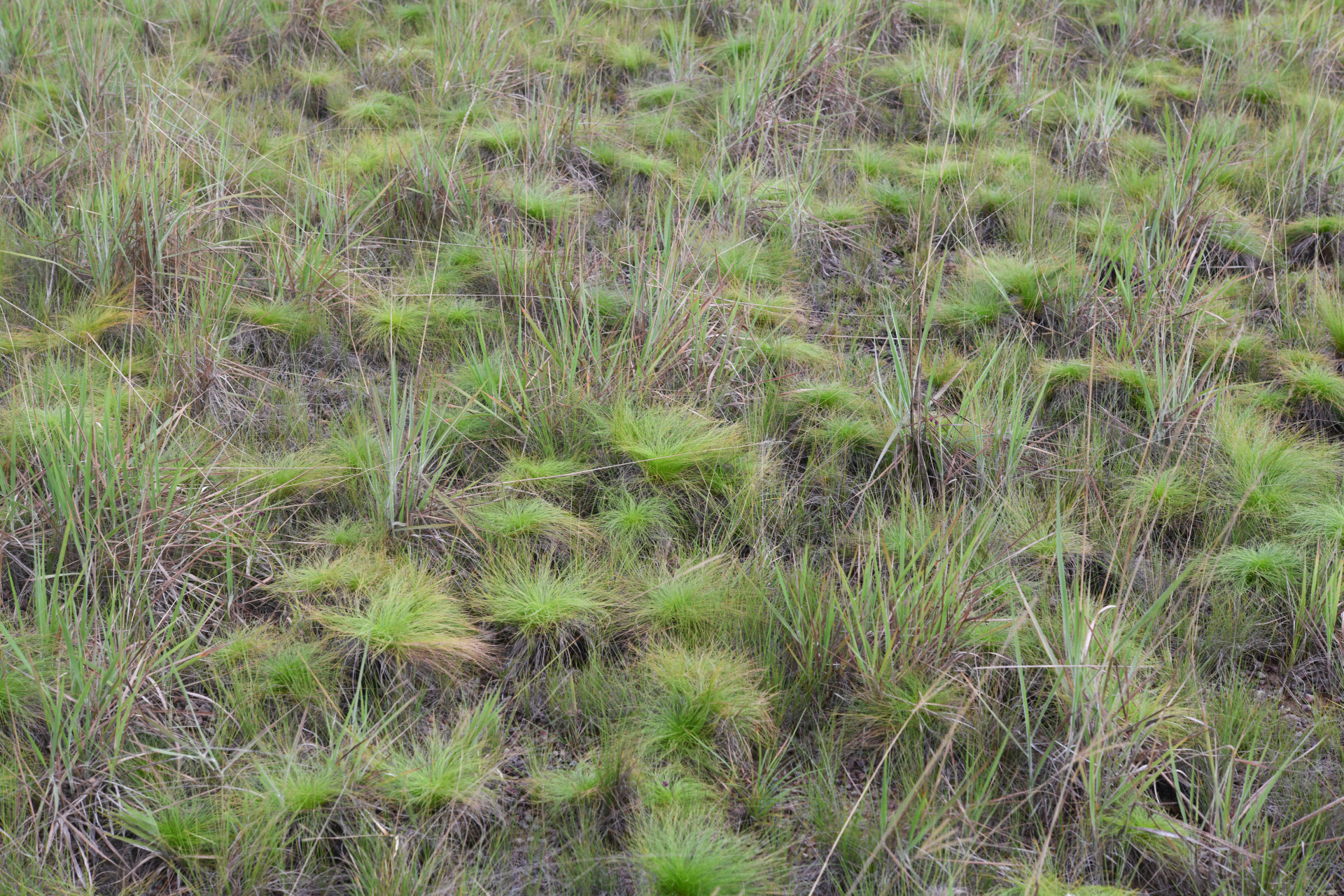 Bulbostylis paradoxa (Spreng.) Lindm. - Photo Bivouac Naturaliste