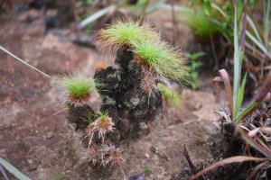 Bulbostylis paradoxa (Spreng.) Lindm.