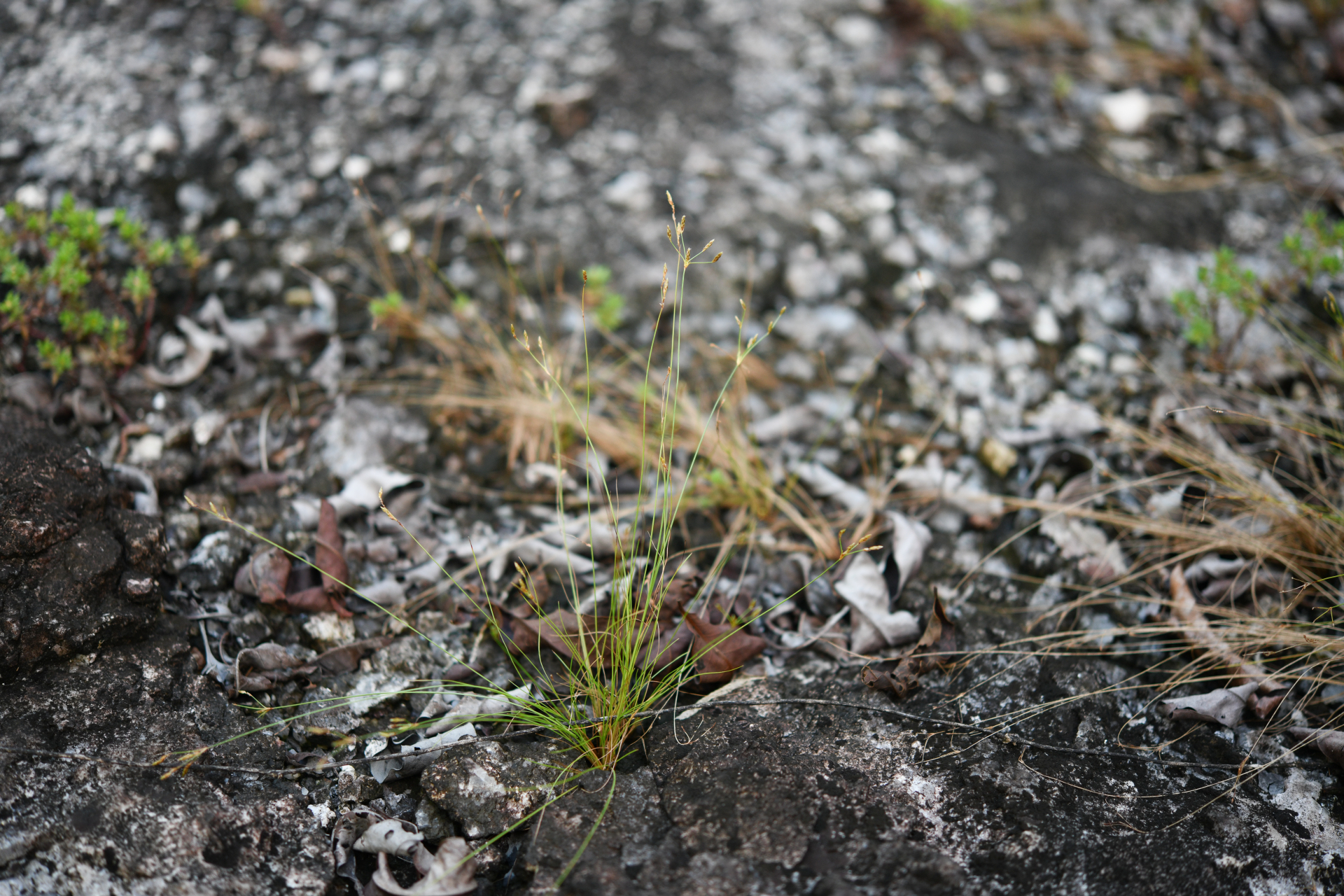 Bulbostylis tenuifolia (Rudge) J.F.Macbr. - Photo Bivouac Naturaliste