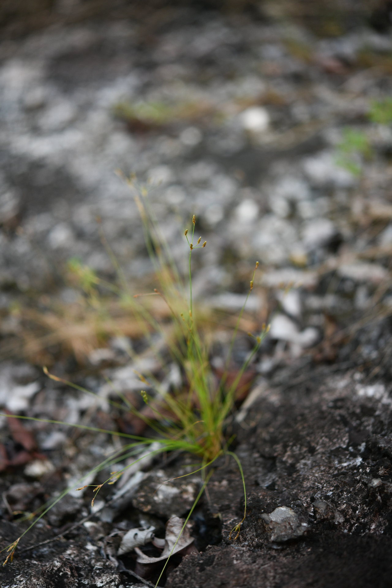 Bulbostylis tenuifolia (Rudge) J.F.Macbr. - Photo Bivouac Naturaliste