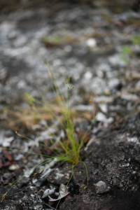 Bulbostylis tenuifolia (Rudge) J.F.Macbr.