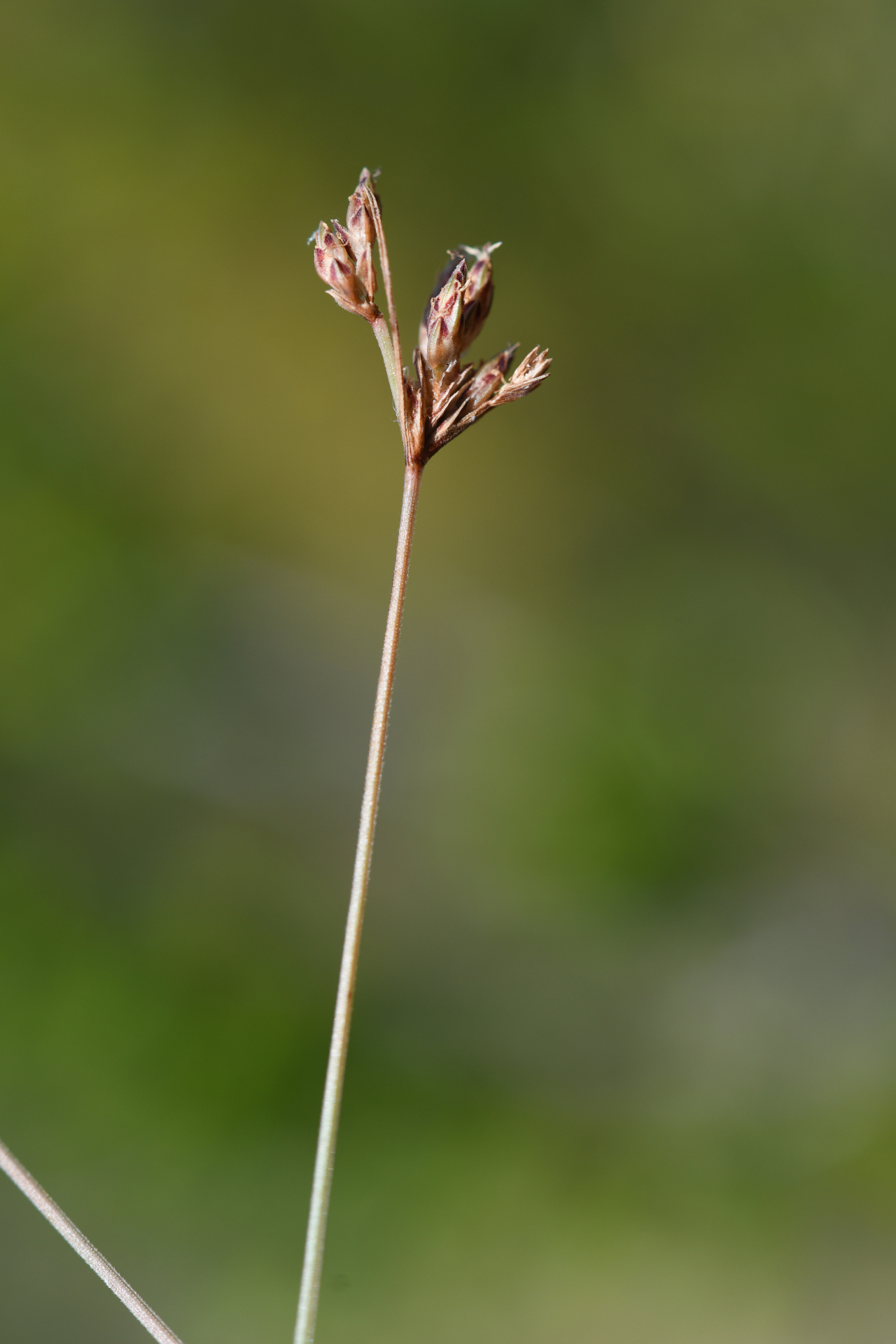 Bulbostylis capillaris subsp. antillana (Britton) T.Koyama - Photo Bivouac Naturaliste