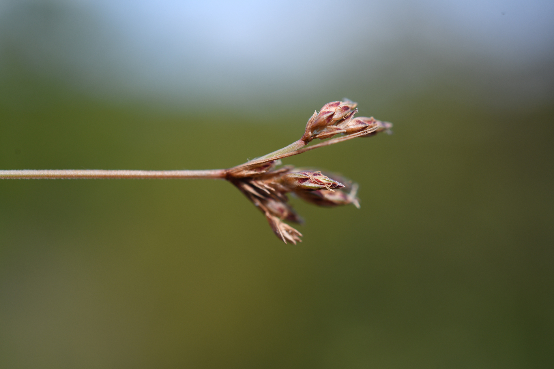 Bulbostylis capillaris subsp. antillana (Britton) T.Koyama - Photo Bivouac Naturaliste