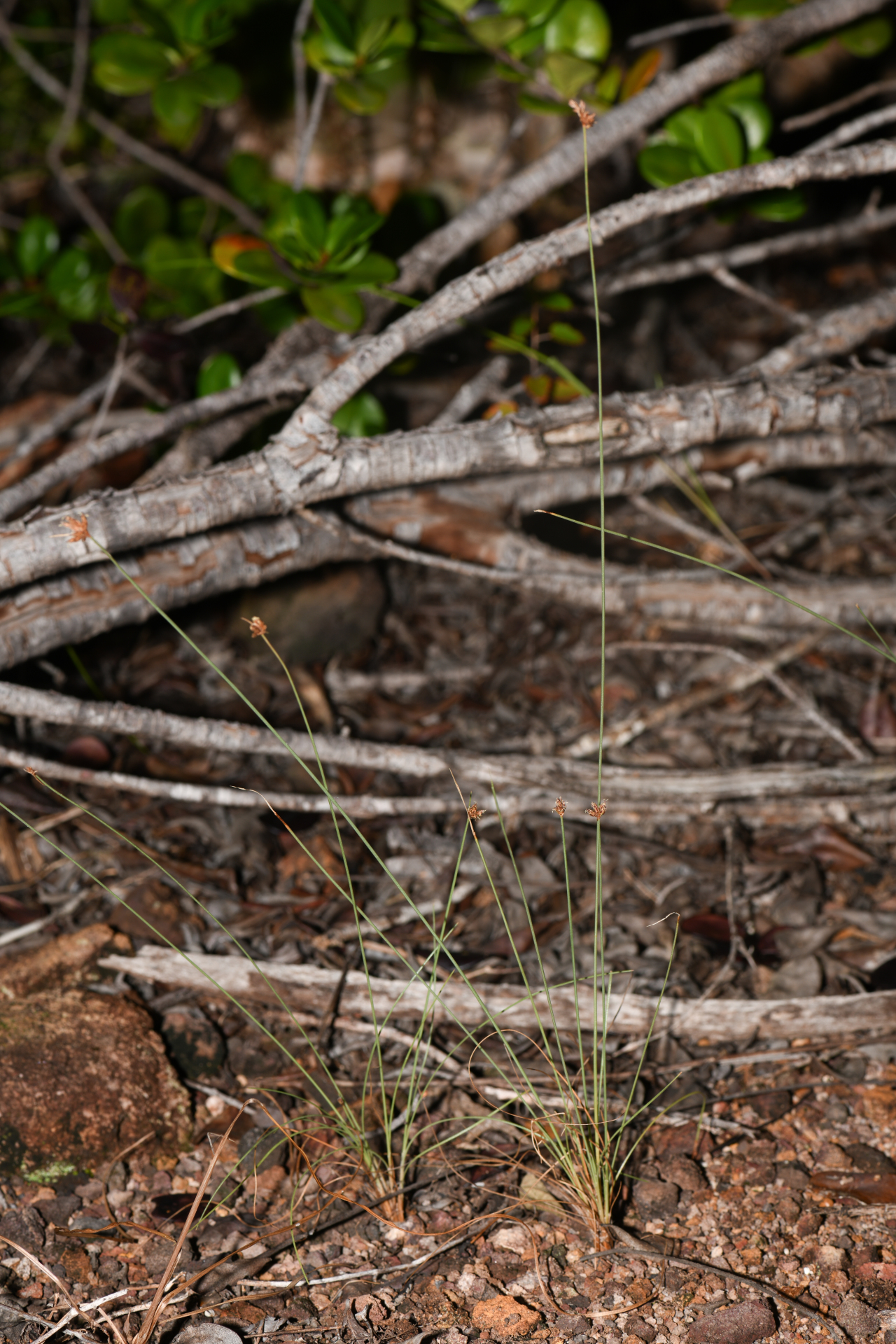 Bulbostylis capillaris subsp. antillana (Britton) T.Koyama - Photo Bivouac Naturaliste
