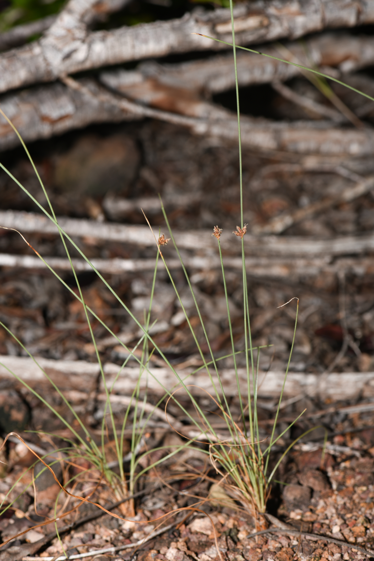 Bulbostylis capillaris subsp. antillana (Britton) T.Koyama - Photo Bivouac Naturaliste