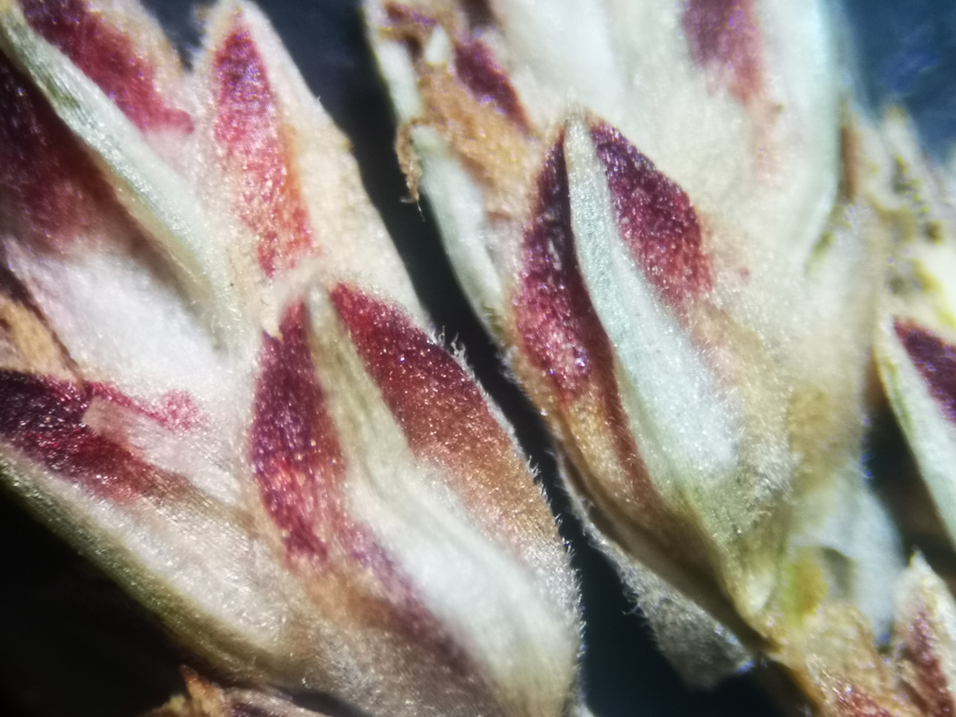 Bulbostylis capillaris subsp. antillana (Britton) T.Koyama - Photo Bivouac Naturaliste
