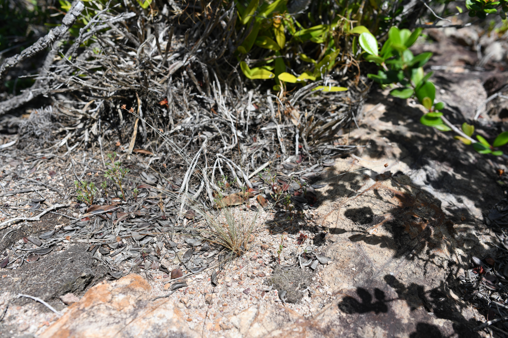 Bulbostylis capillaris subsp. antillana (Britton) T.Koyama - Photo Bivouac Naturaliste