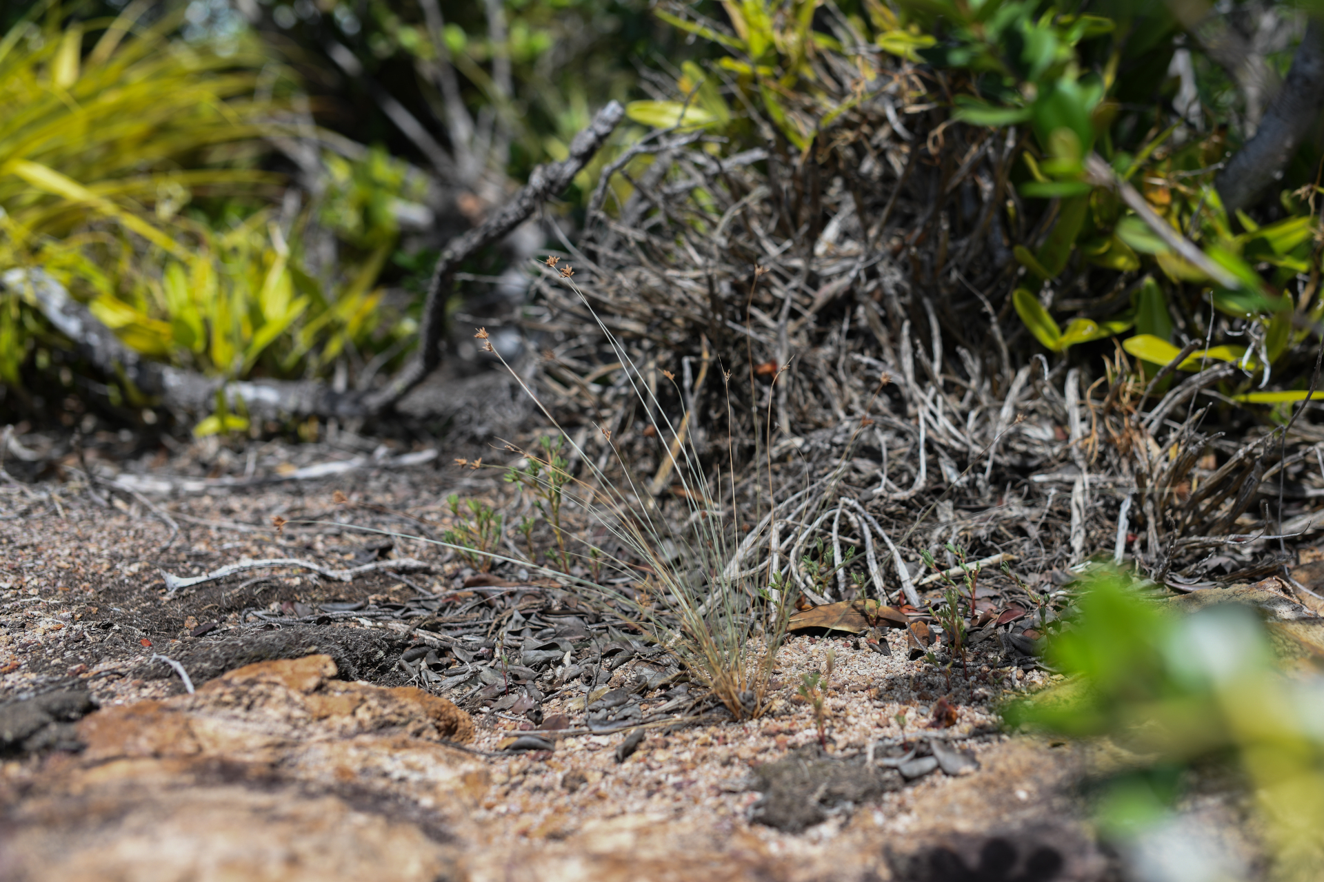 Bulbostylis capillaris subsp. antillana (Britton) T.Koyama - Photo Bivouac Naturaliste