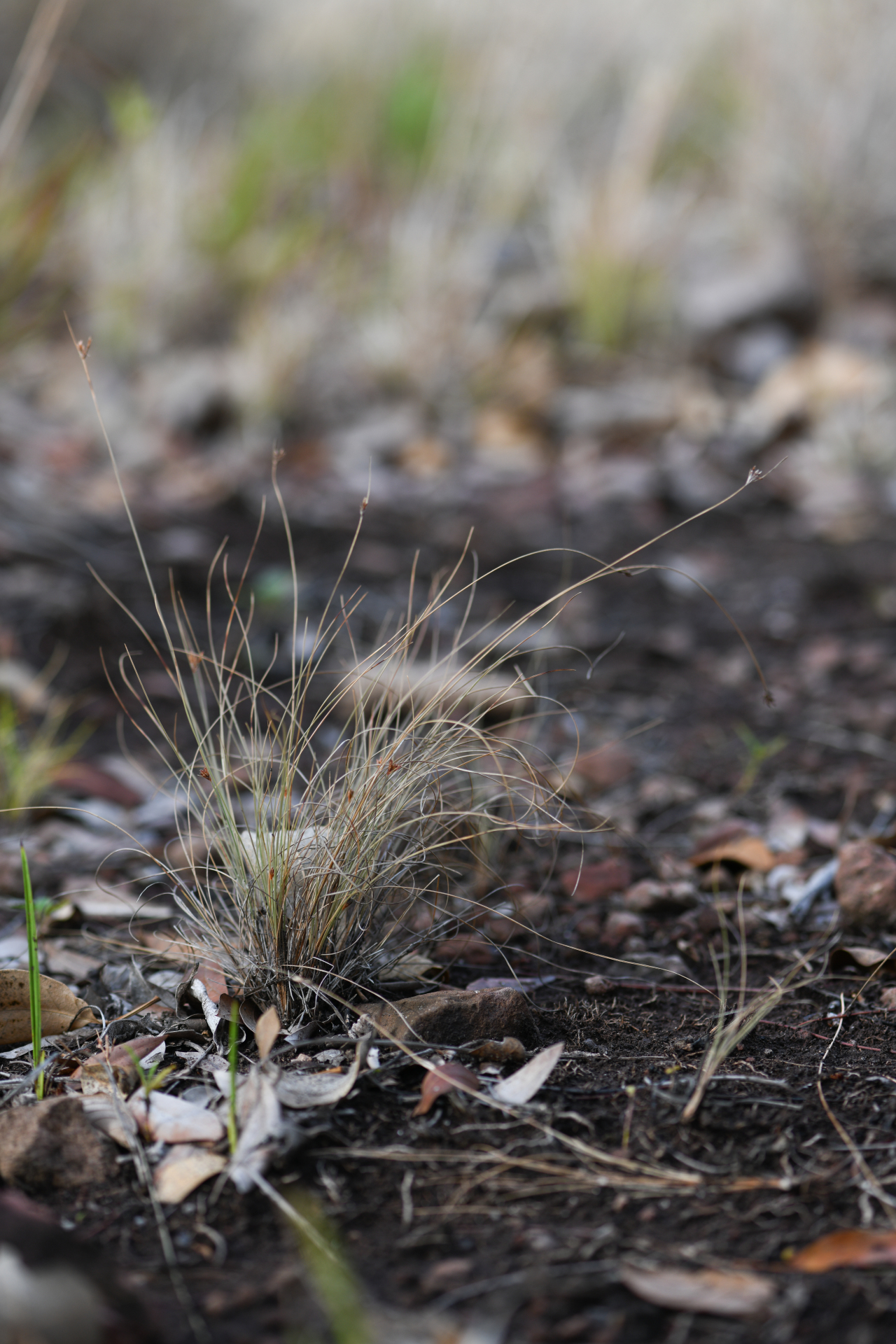 Bulbostylis capillaris subsp. antillana (Britton) T.Koyama - Photo Bivouac Naturaliste