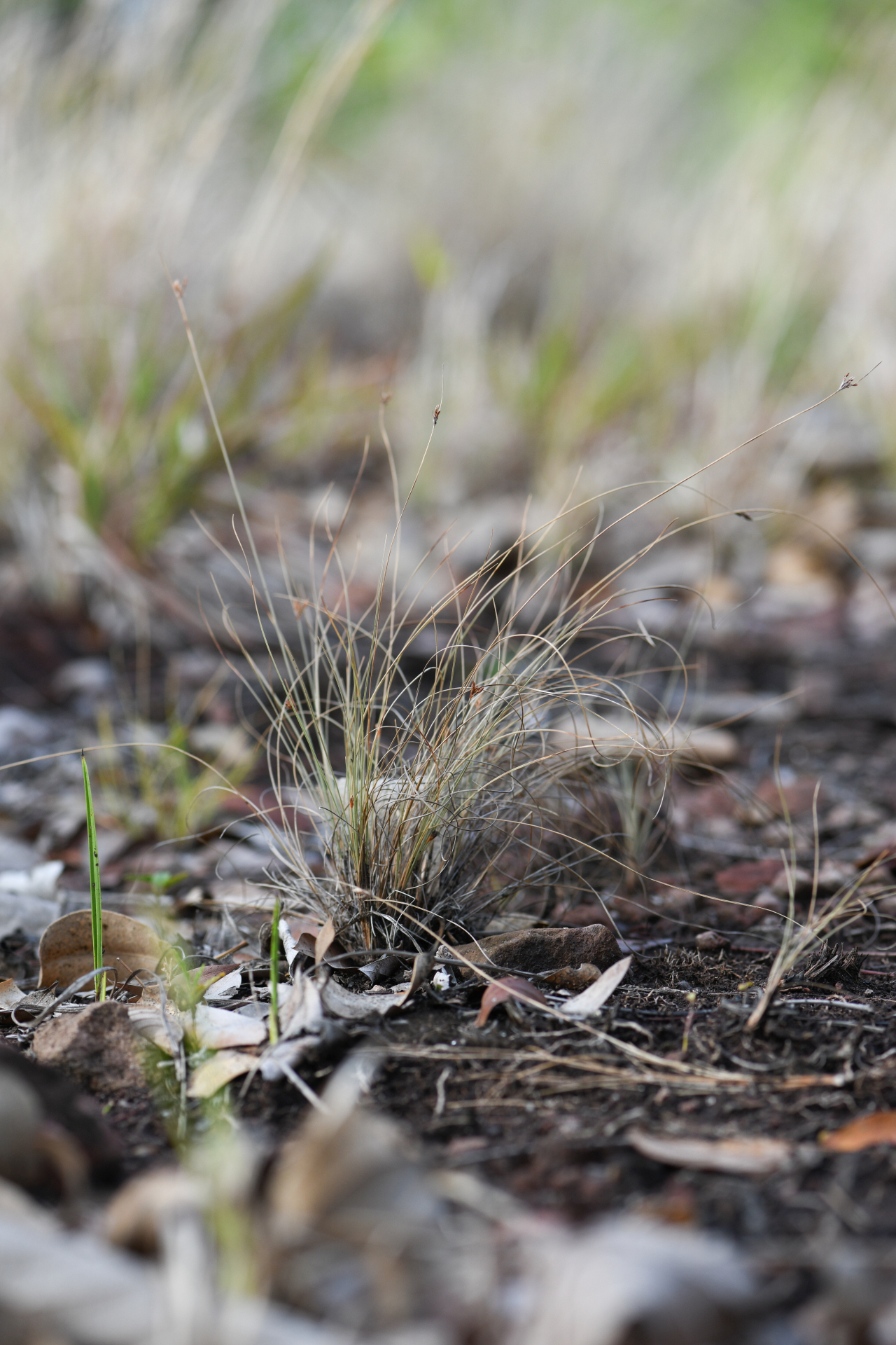 Bulbostylis capillaris subsp. antillana (Britton) T.Koyama - Photo Bivouac Naturaliste