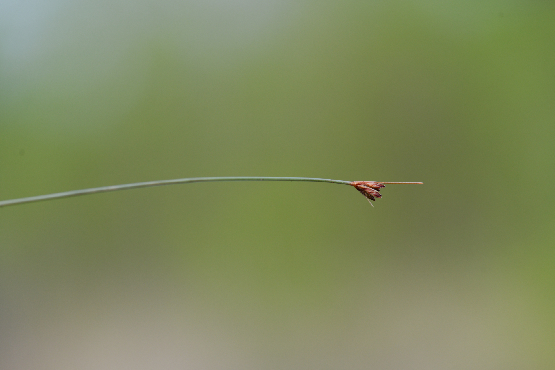 Bulbostylis capillaris subsp. antillana (Britton) T.Koyama - Photo Bivouac Naturaliste