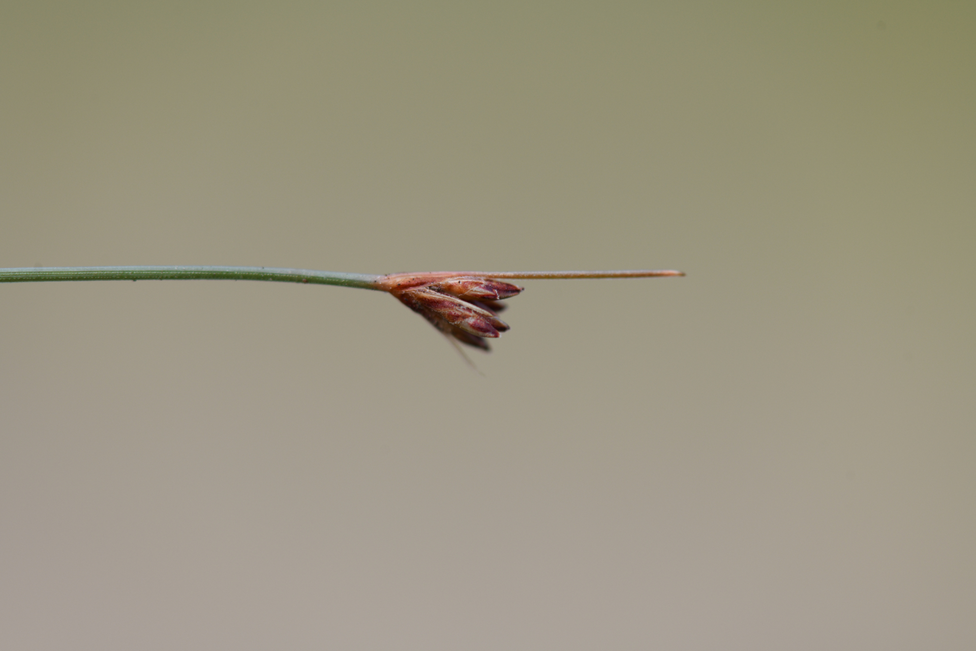 Bulbostylis capillaris subsp. antillana (Britton) T.Koyama - Photo Bivouac Naturaliste