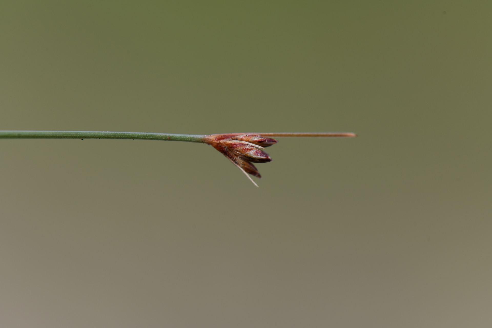 Bulbostylis capillaris subsp. antillana (Britton) T.Koyama - Photo Bivouac Naturaliste