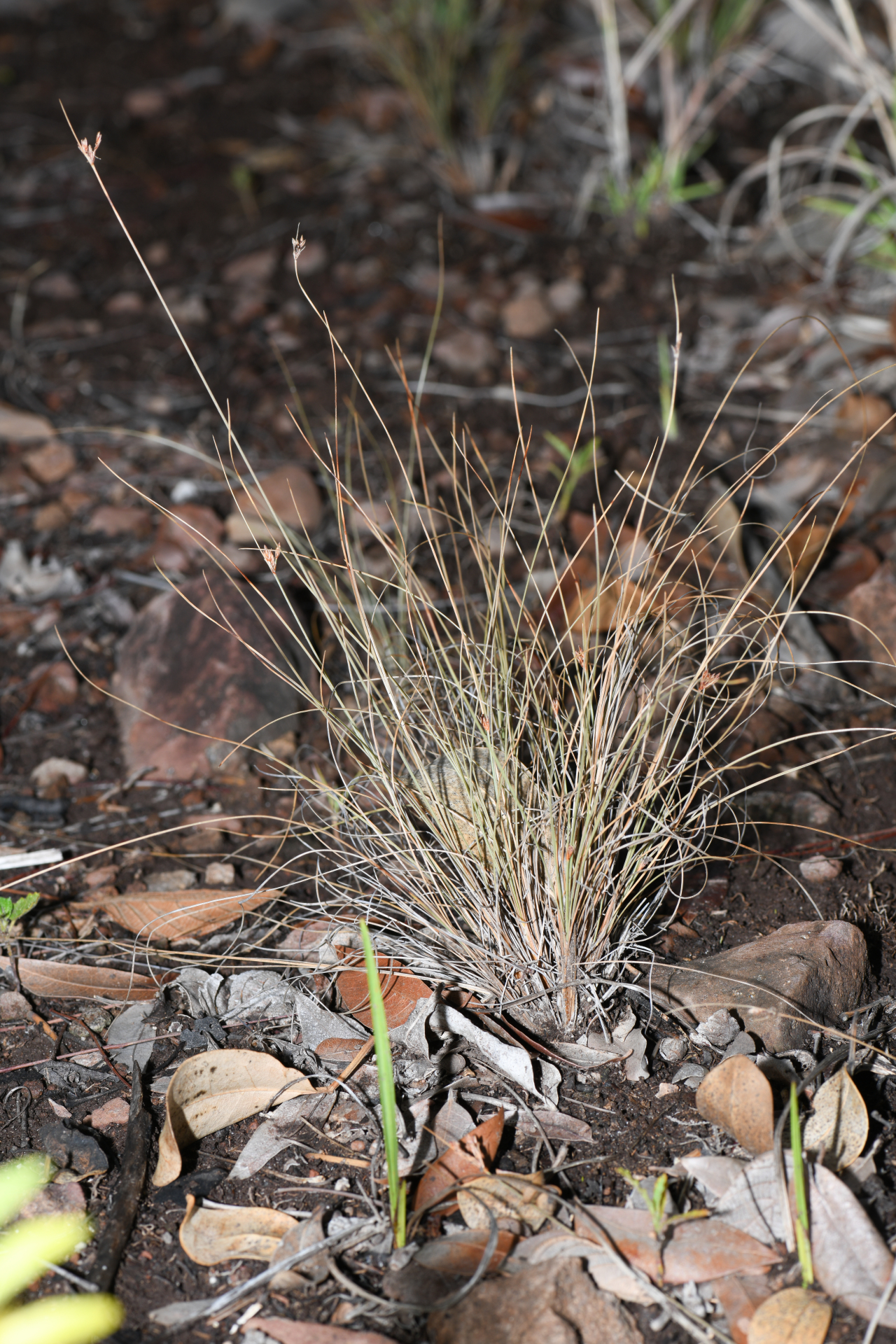 Bulbostylis capillaris subsp. antillana (Britton) T.Koyama - Photo Bivouac Naturaliste