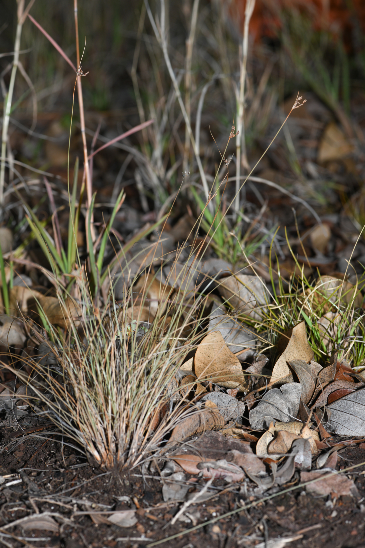 Bulbostylis capillaris subsp. antillana (Britton) T.Koyama - Photo Bivouac Naturaliste
