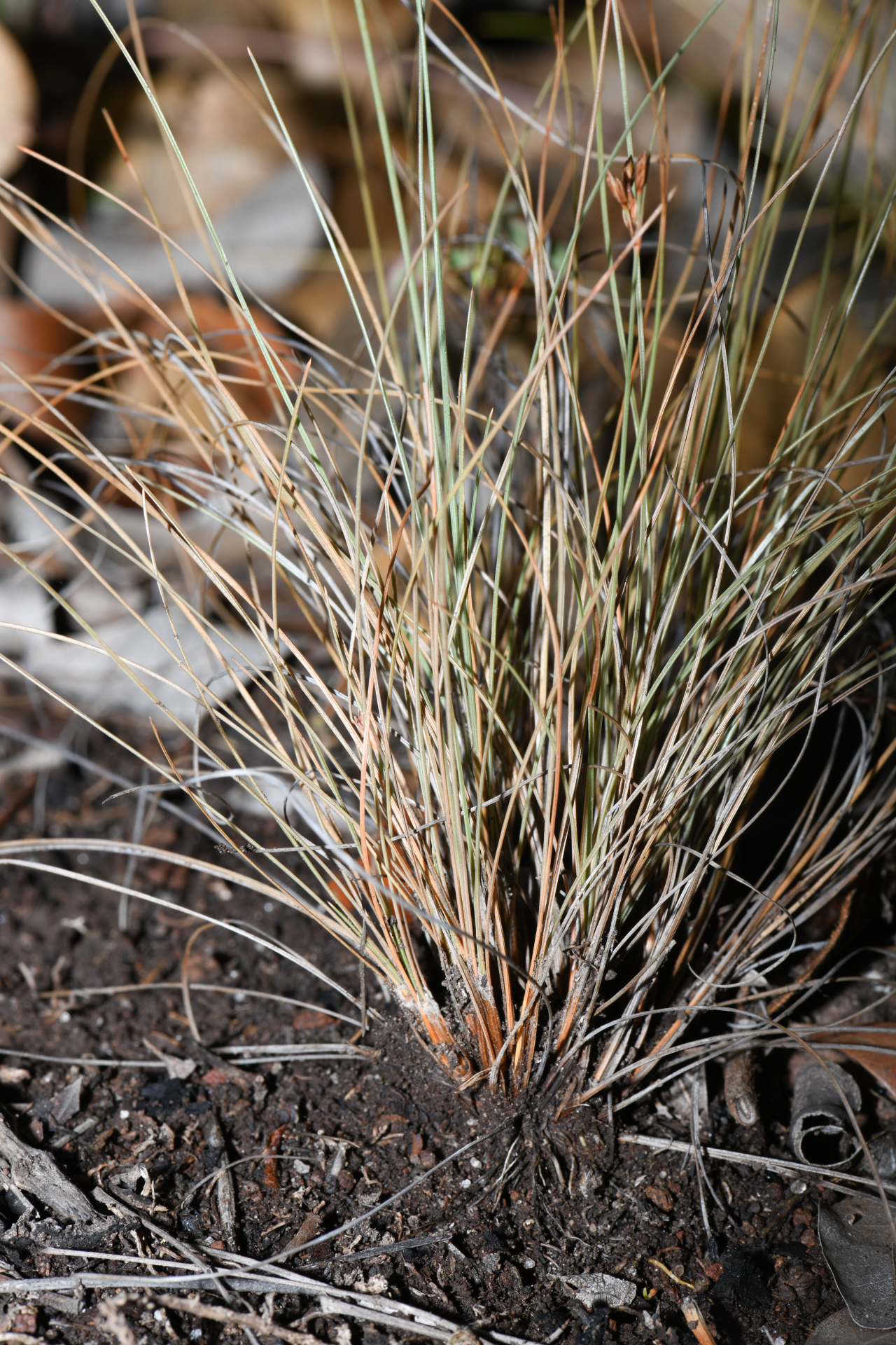 Bulbostylis capillaris subsp. antillana (Britton) T.Koyama - Photo Bivouac Naturaliste