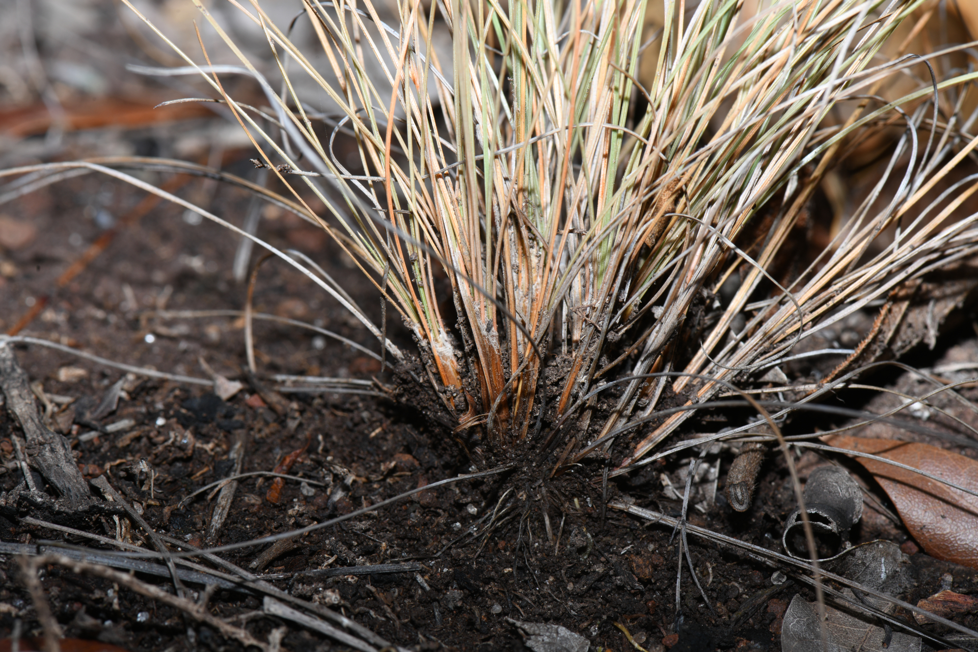 Bulbostylis capillaris subsp. antillana (Britton) T.Koyama - Photo Bivouac Naturaliste