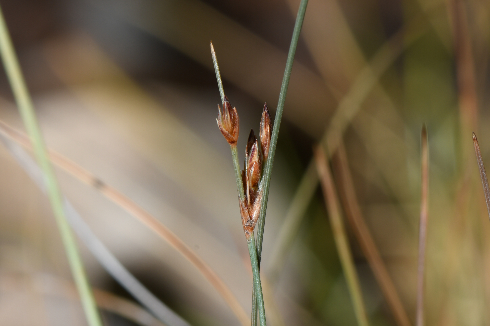 Bulbostylis capillaris subsp. antillana (Britton) T.Koyama - Photo Bivouac Naturaliste