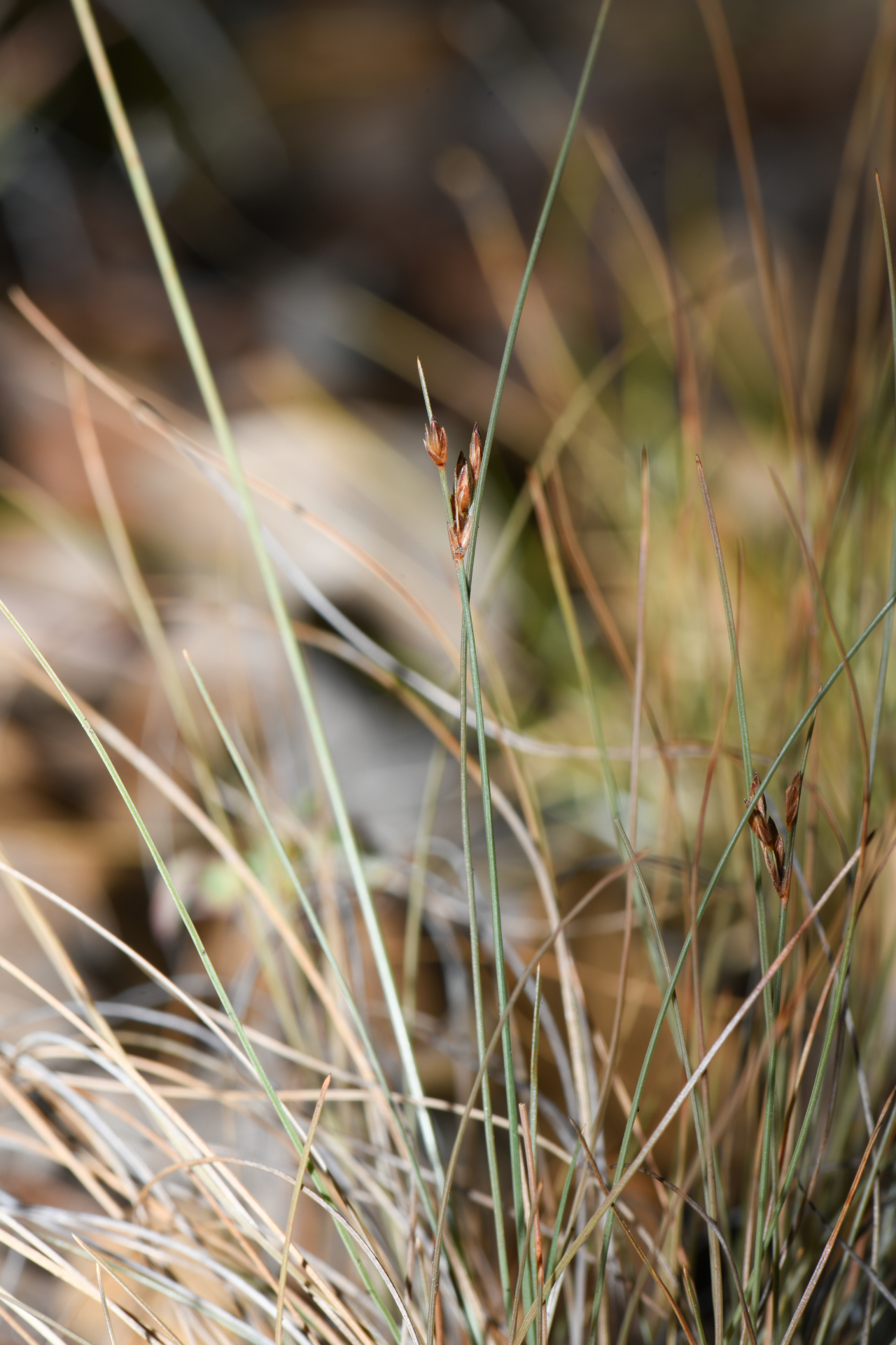 Bulbostylis capillaris subsp. antillana (Britton) T.Koyama - Photo Bivouac Naturaliste