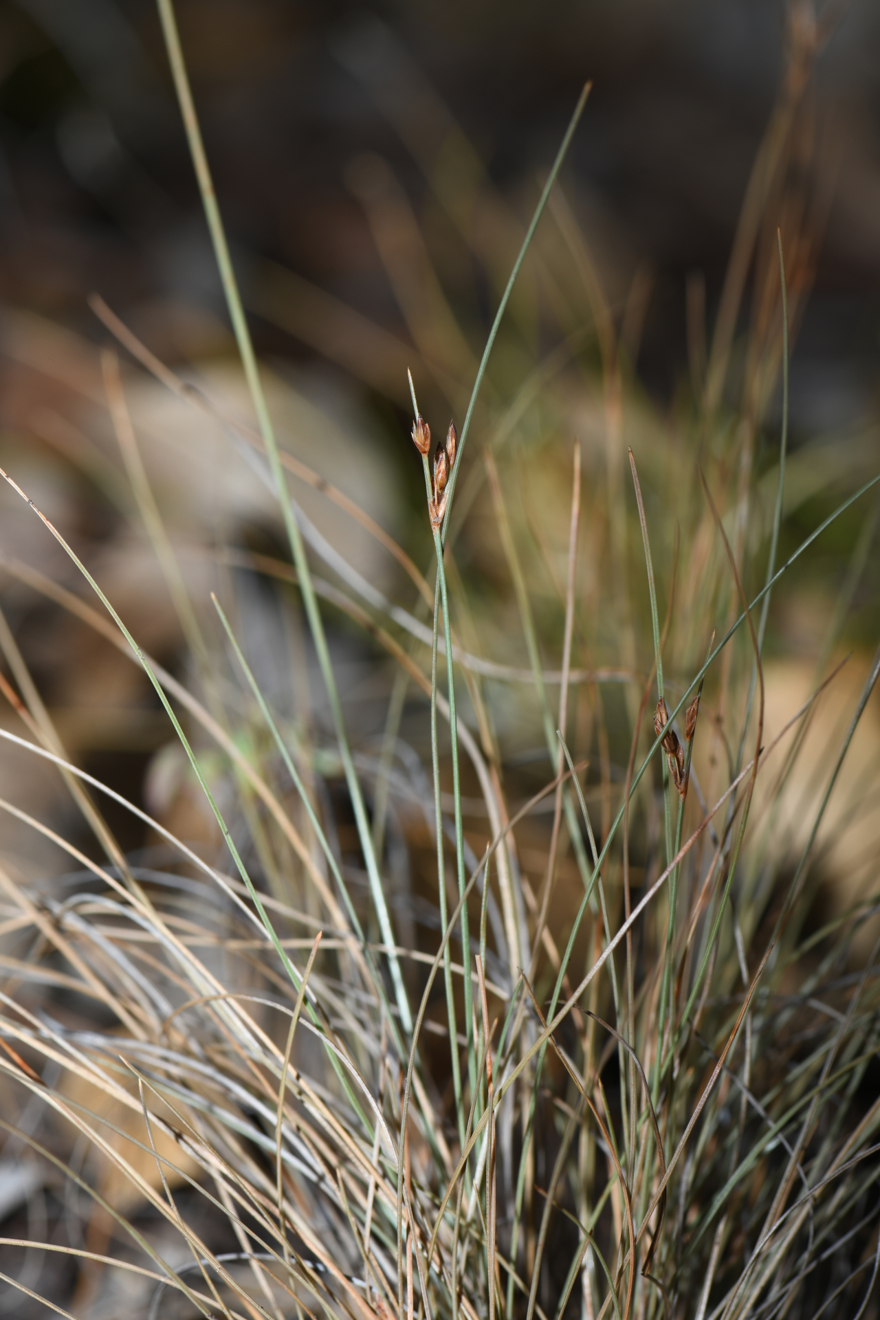 Bulbostylis capillaris subsp. antillana (Britton) T.Koyama - Photo Bivouac Naturaliste