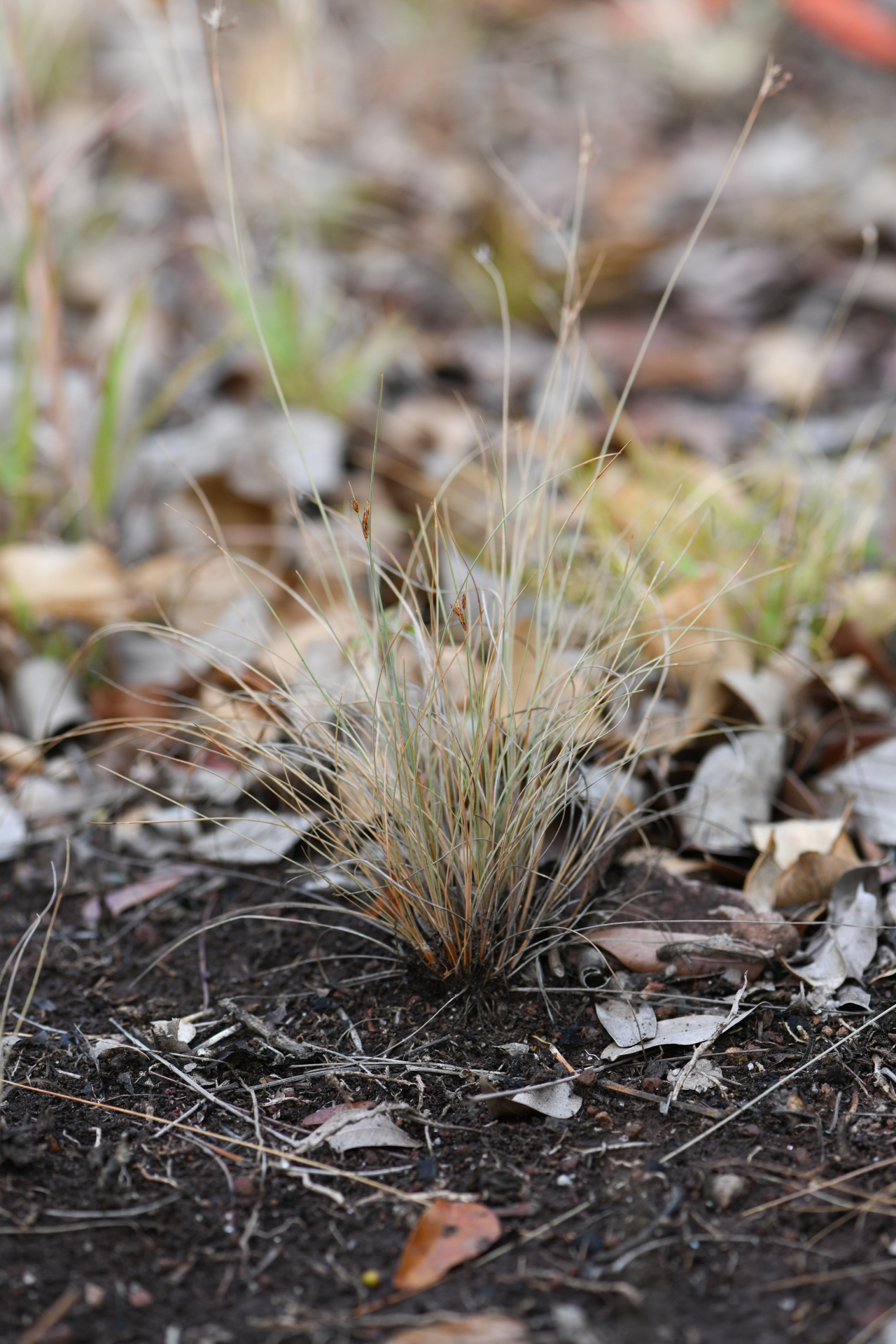 Bulbostylis capillaris subsp. antillana (Britton) T.Koyama - Photo Bivouac Naturaliste