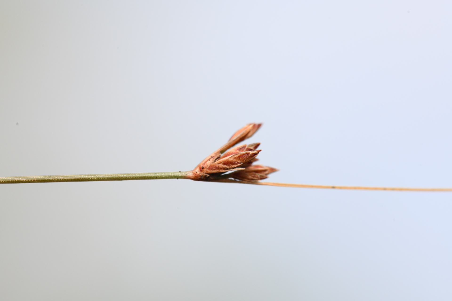 Bulbostylis capillaris subsp. antillana (Britton) T.Koyama - Photo Bivouac Naturaliste