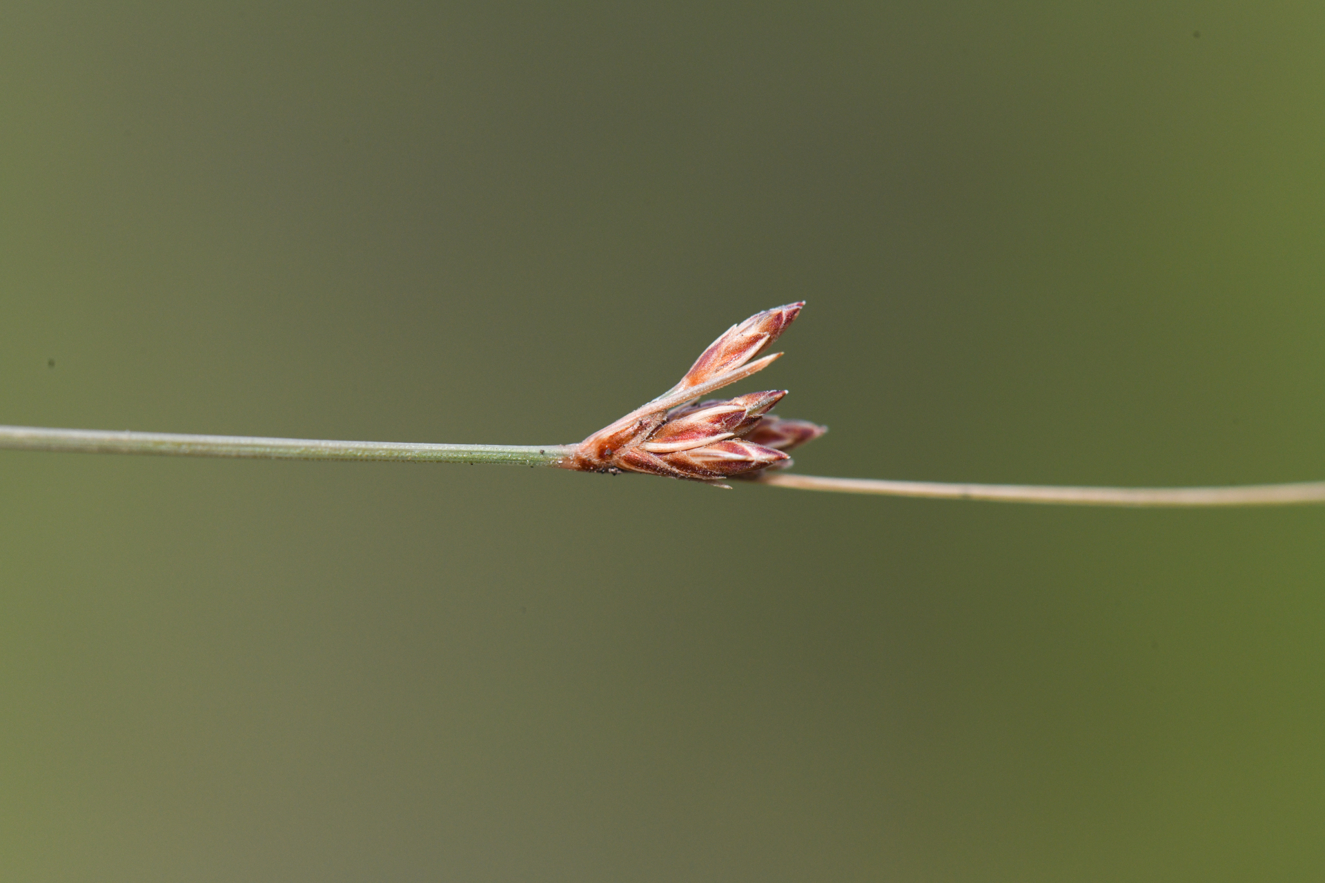 Bulbostylis capillaris subsp. antillana (Britton) T.Koyama - Photo Bivouac Naturaliste