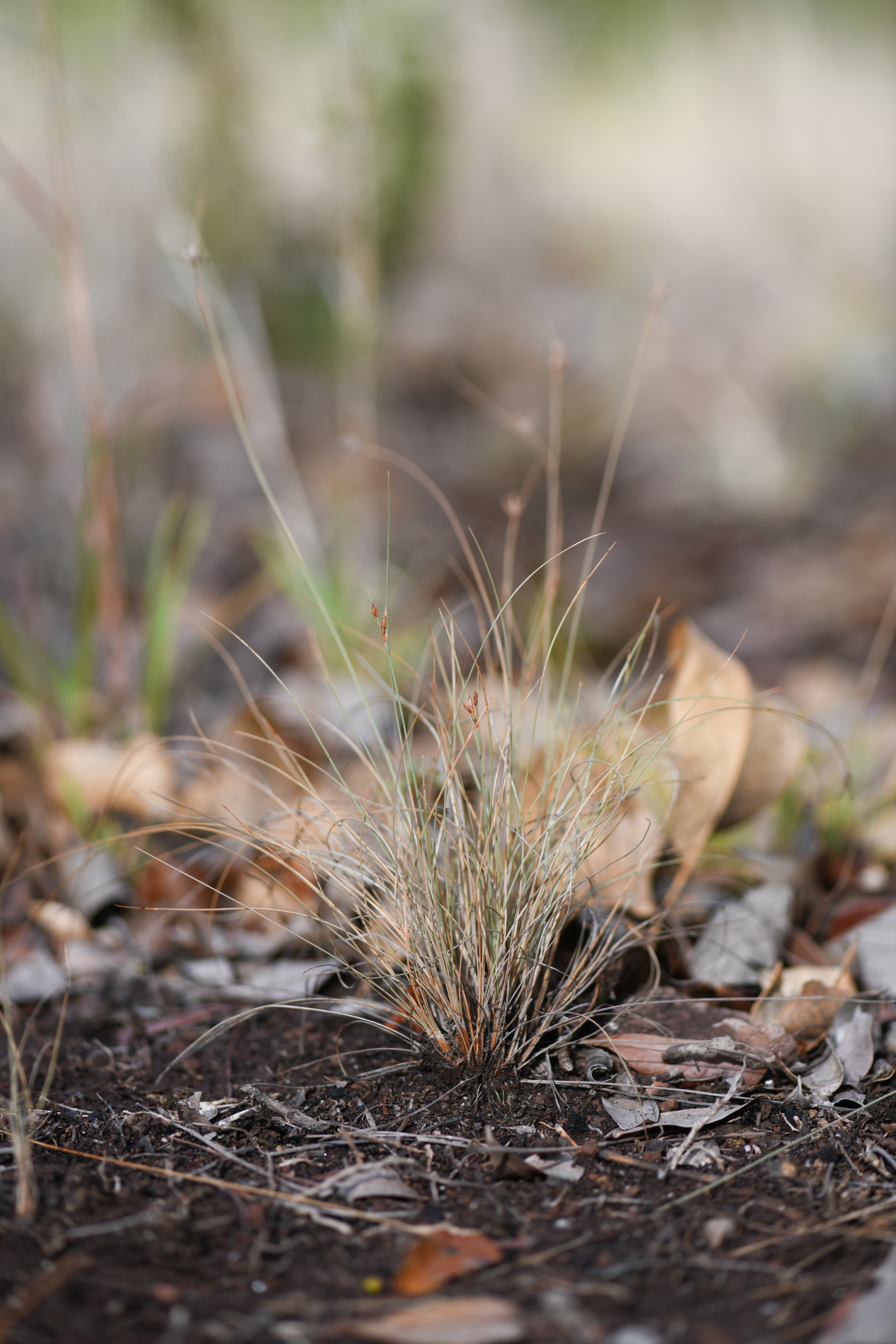 Bulbostylis capillaris subsp. antillana (Britton) T.Koyama - Photo Bivouac Naturaliste