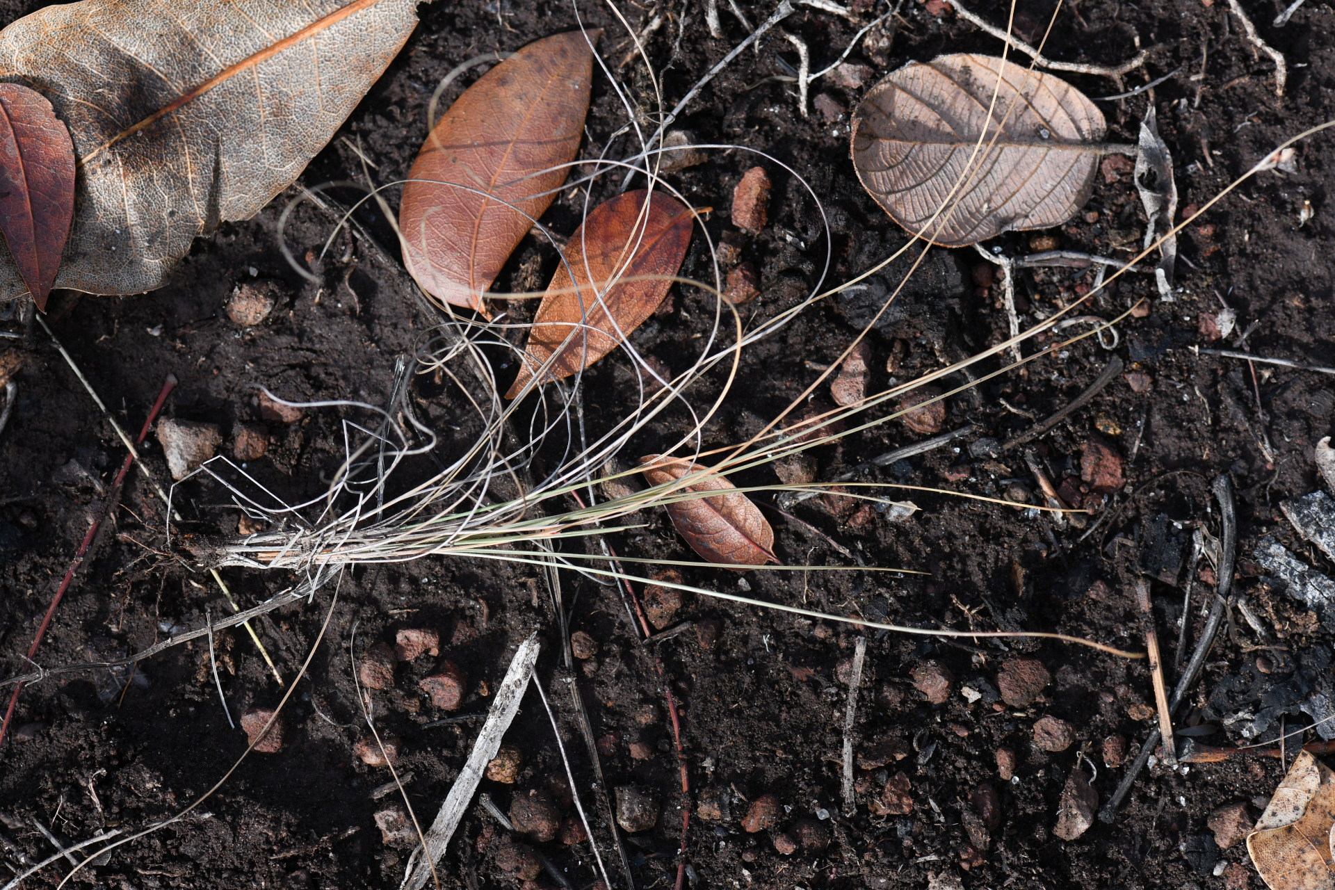 Bulbostylis capillaris subsp. antillana (Britton) T.Koyama - Photo Bivouac Naturaliste