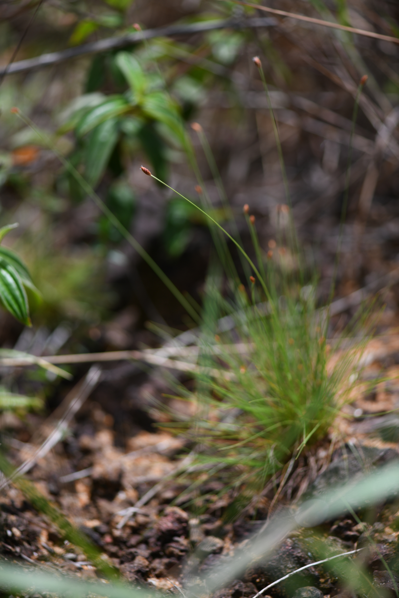 Bulbostylis conifera (Kunth) Beetle - Photo Bivouac Naturaliste