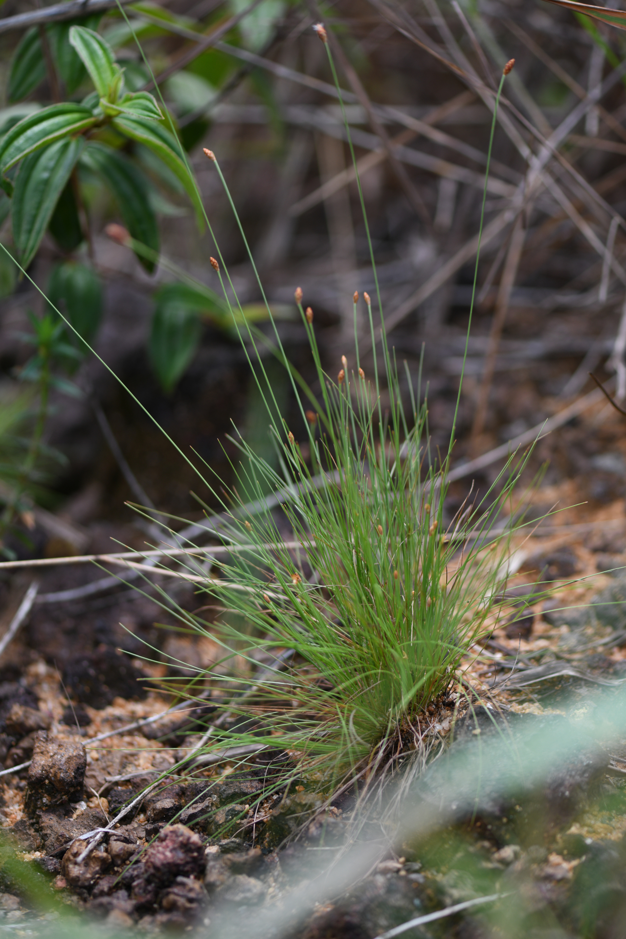 Bulbostylis conifera (Kunth) Beetle - Photo Bivouac Naturaliste